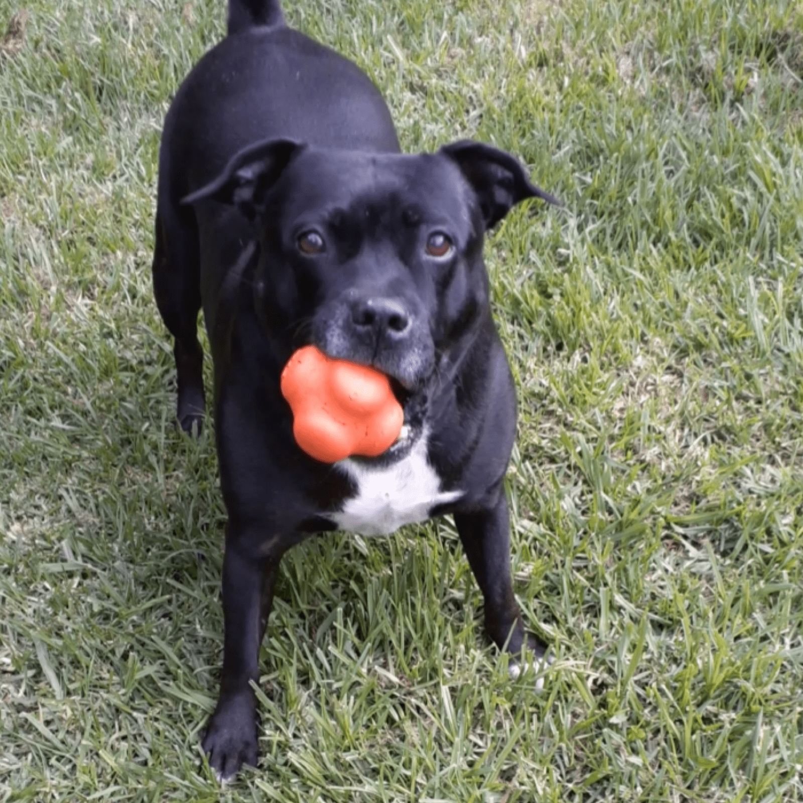 Crazy Bounce (Power Chewers)-Dog Toy-Rover Pet Products