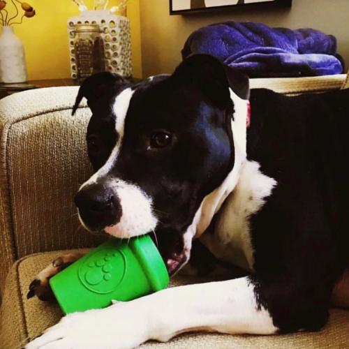 Coffee Cup-Dog Toy-Rover Pet Products