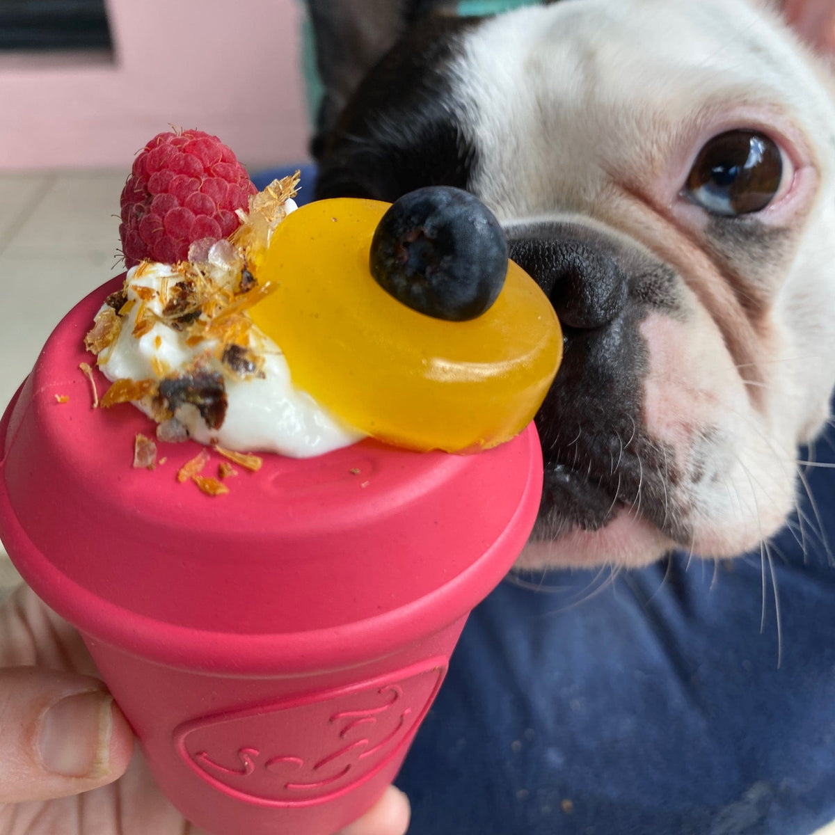 Coffee Cup-Dog Toy-Rover Pet Products