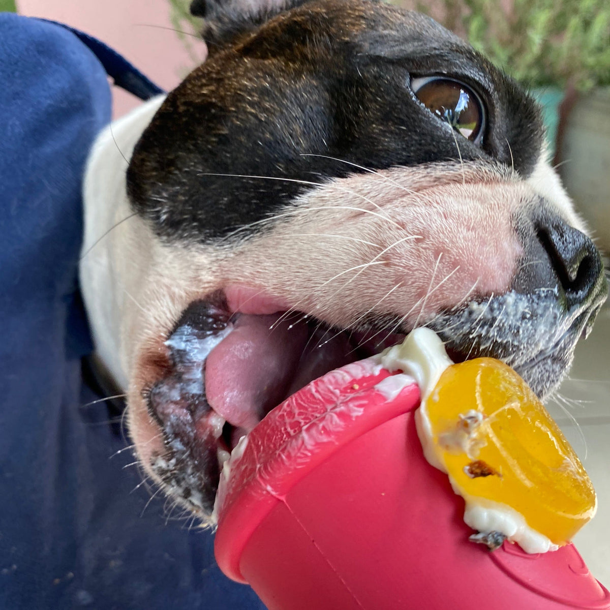 Coffee Cup-Dog Toy-Rover Pet Products