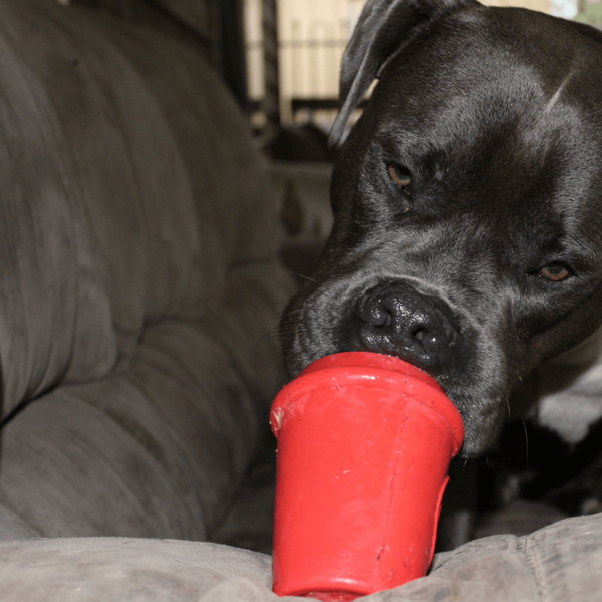 Coffee Cup-Dog Toy-Rover Pet Products