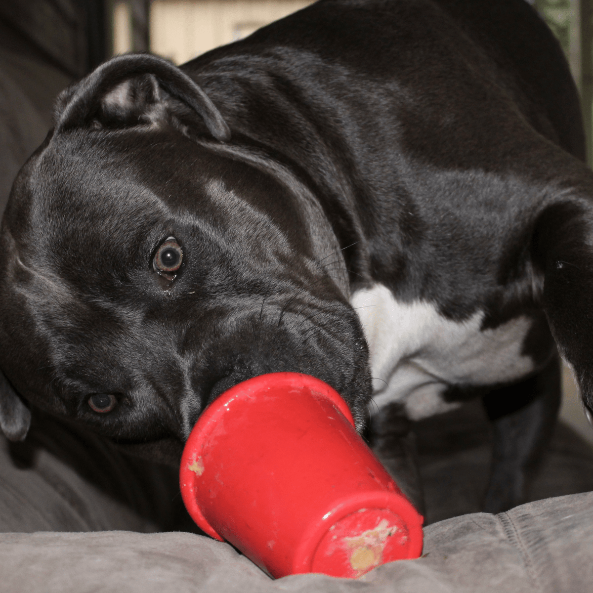 Coffee Cup-Dog Toy-Rover Pet Products