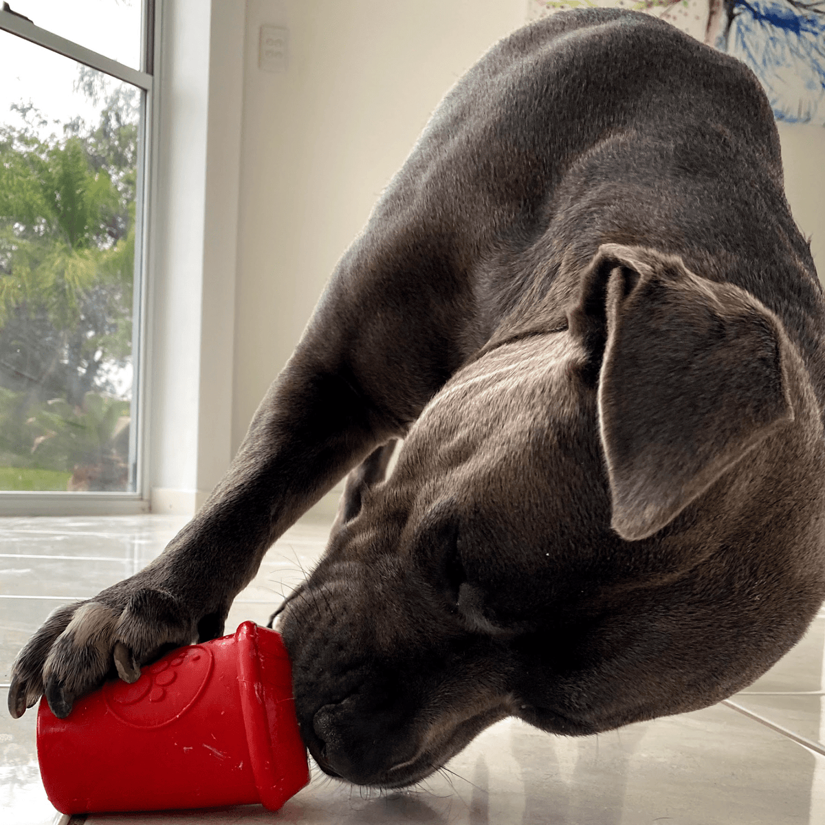 Coffee Cup-Dog Toy-Rover Pet Products
