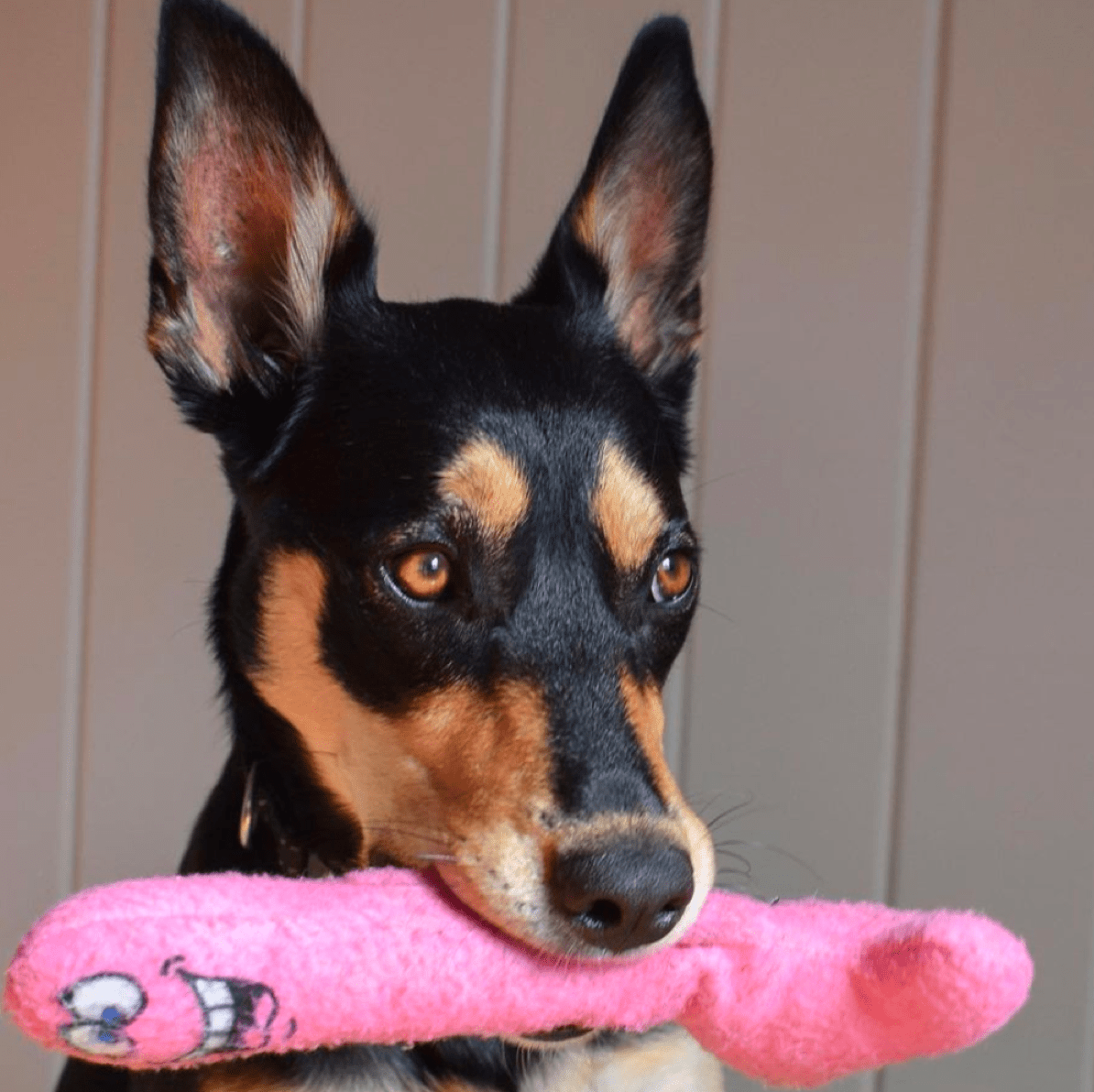 DICKS-Unclassified-Rover Pet Products