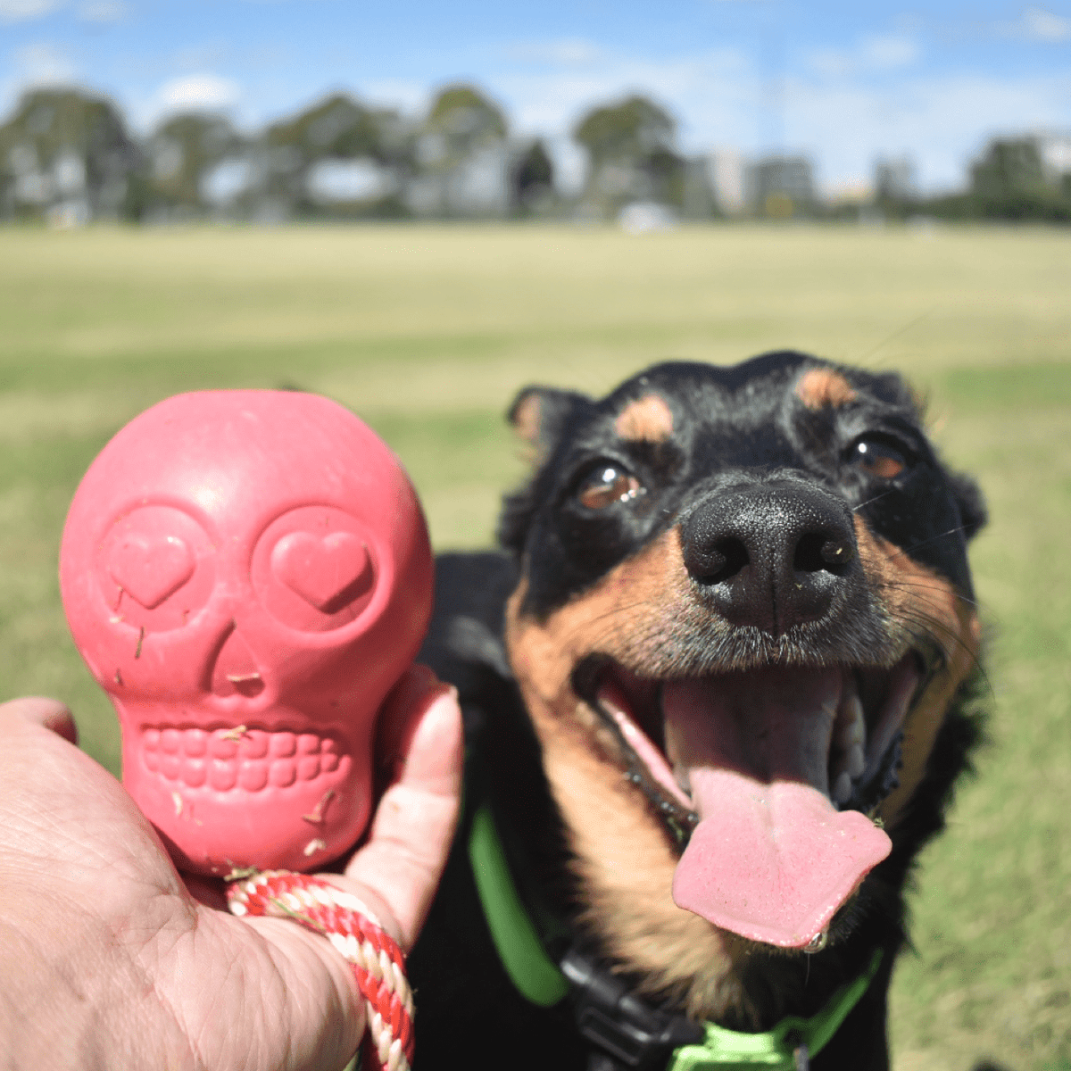 Skull Reward Toy-Dog Toy-Rover Pet Products