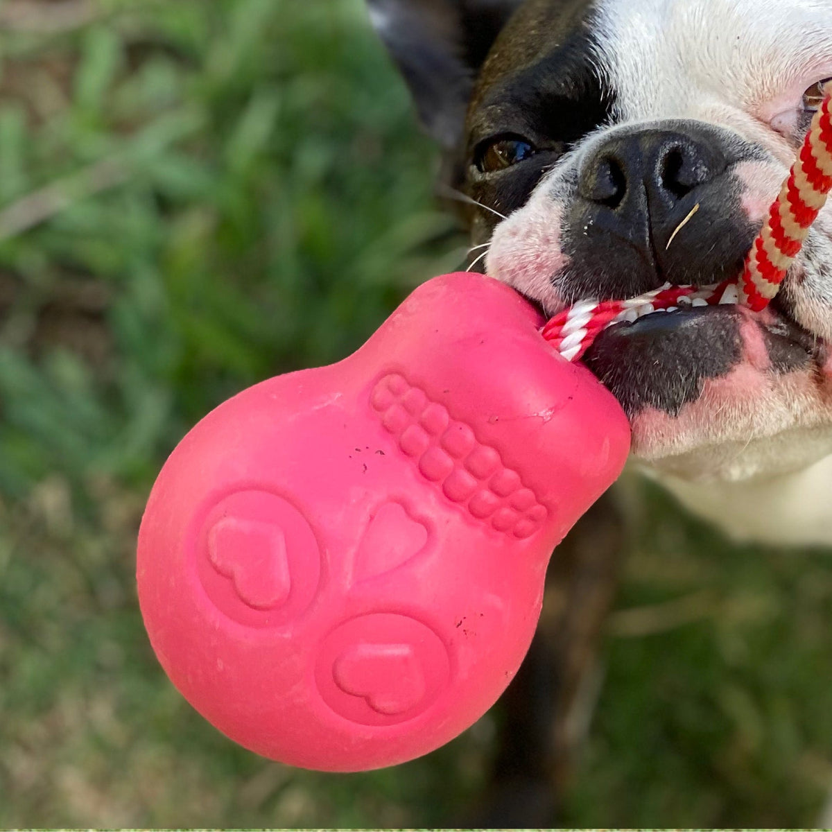 Skull Reward Toy-Dog Toy-Rover Pet Products