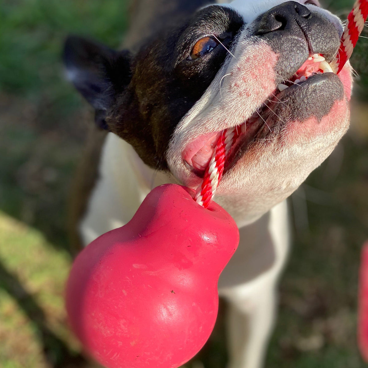 Skull Reward Toy-Dog Toy-Rover Pet Products