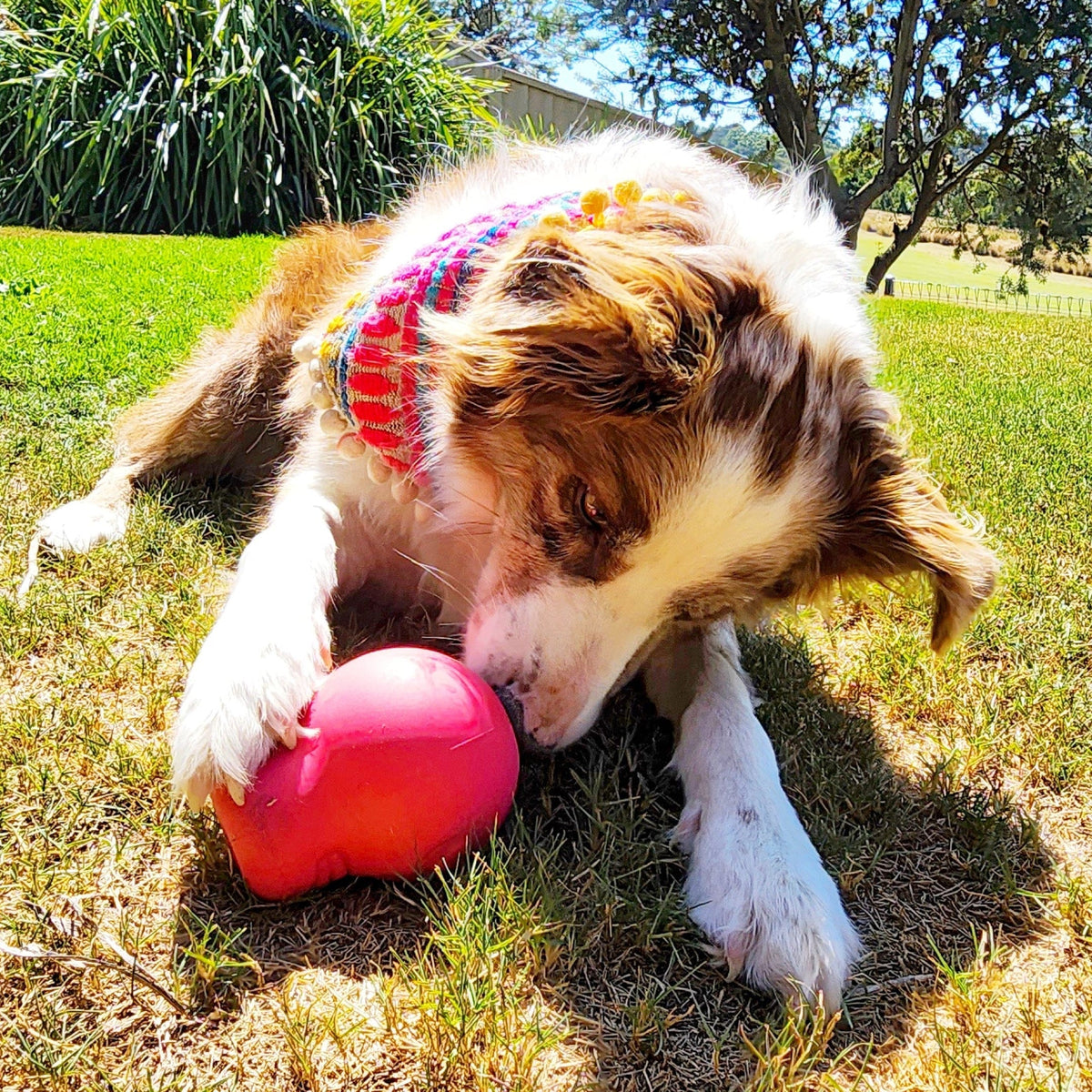 Sugar Skull-Dog Toy-Rover Pet Products
