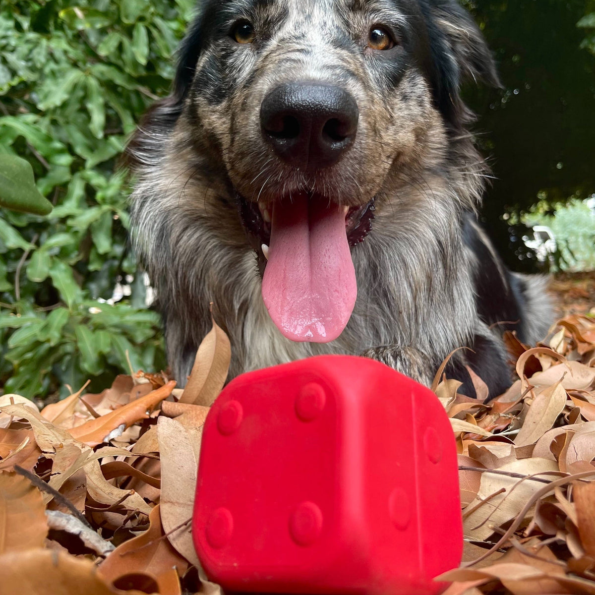 Dice-Dog Toy-Rover Pet Products