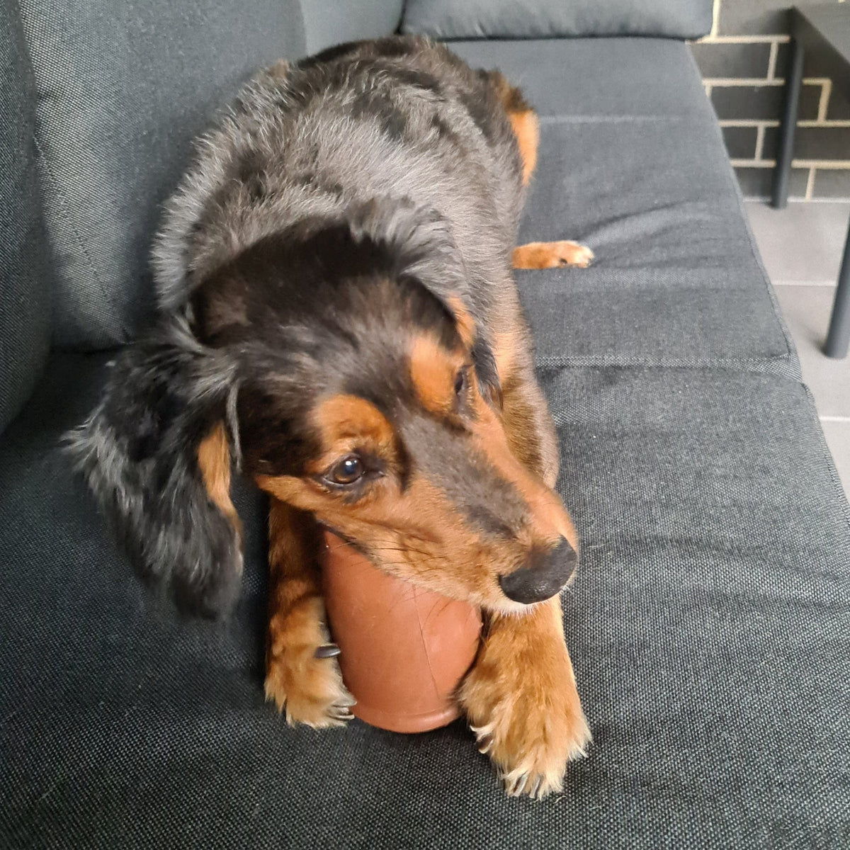 Coffee Cup-Dog Toy-Rover Pet Products