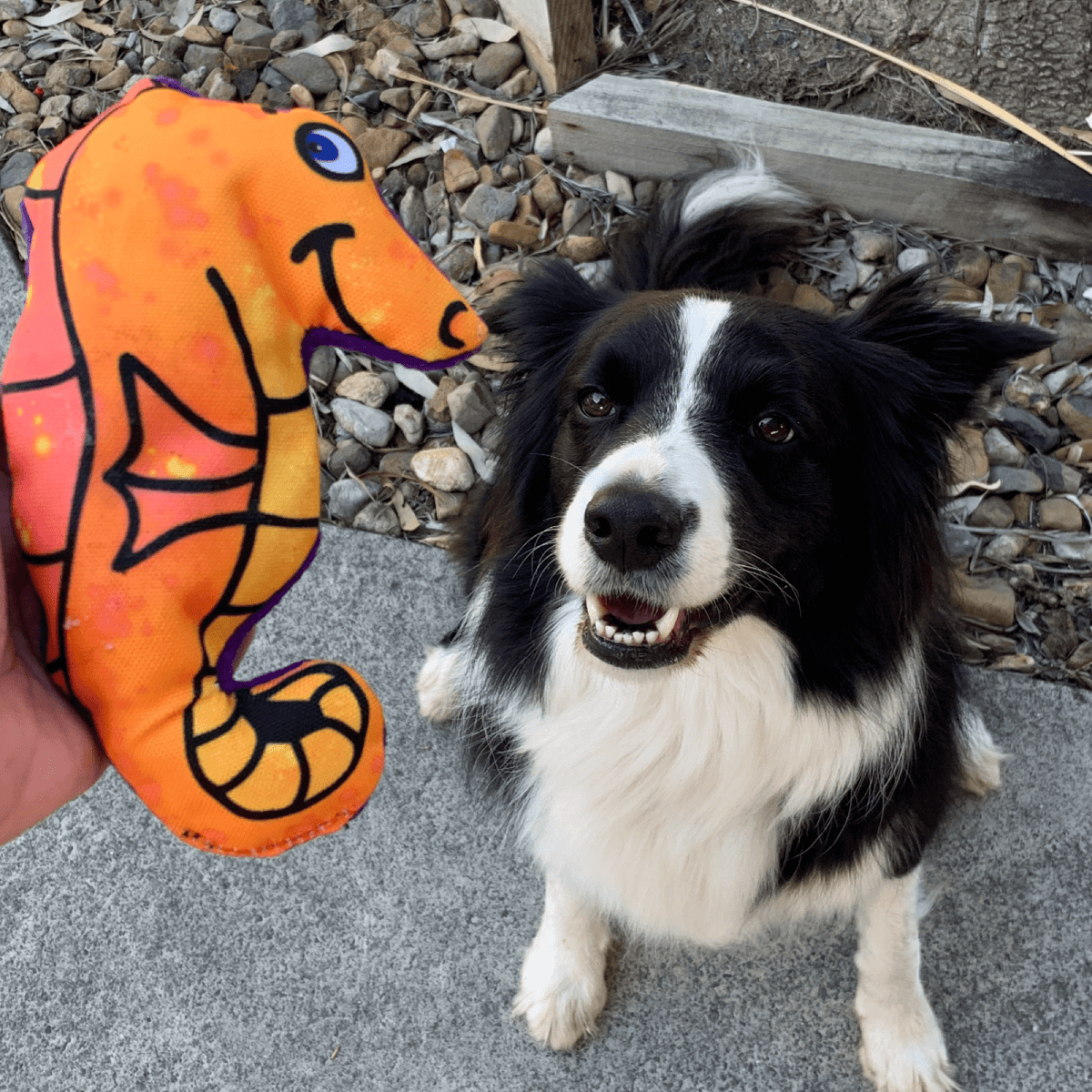 Sully the Seahorse!-Rover Pet Products