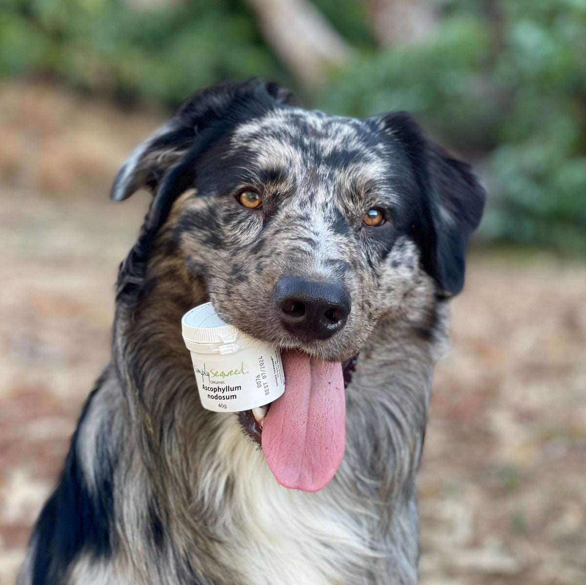 Simply Seaweed-Unclassified-Rover Pet Products