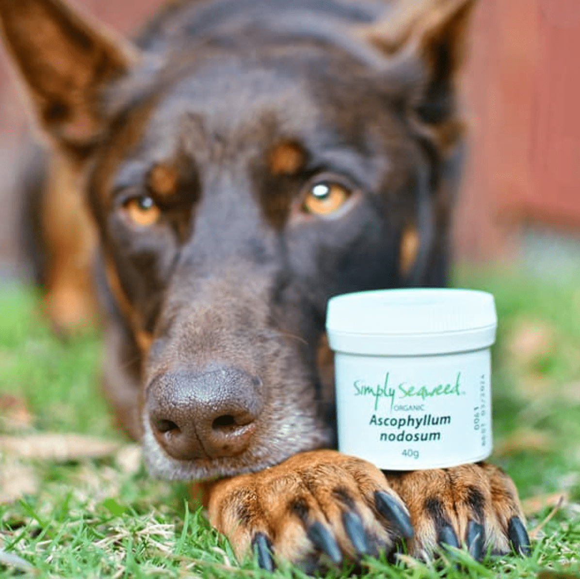 Simply Seaweed-Unclassified-Rover Pet Products