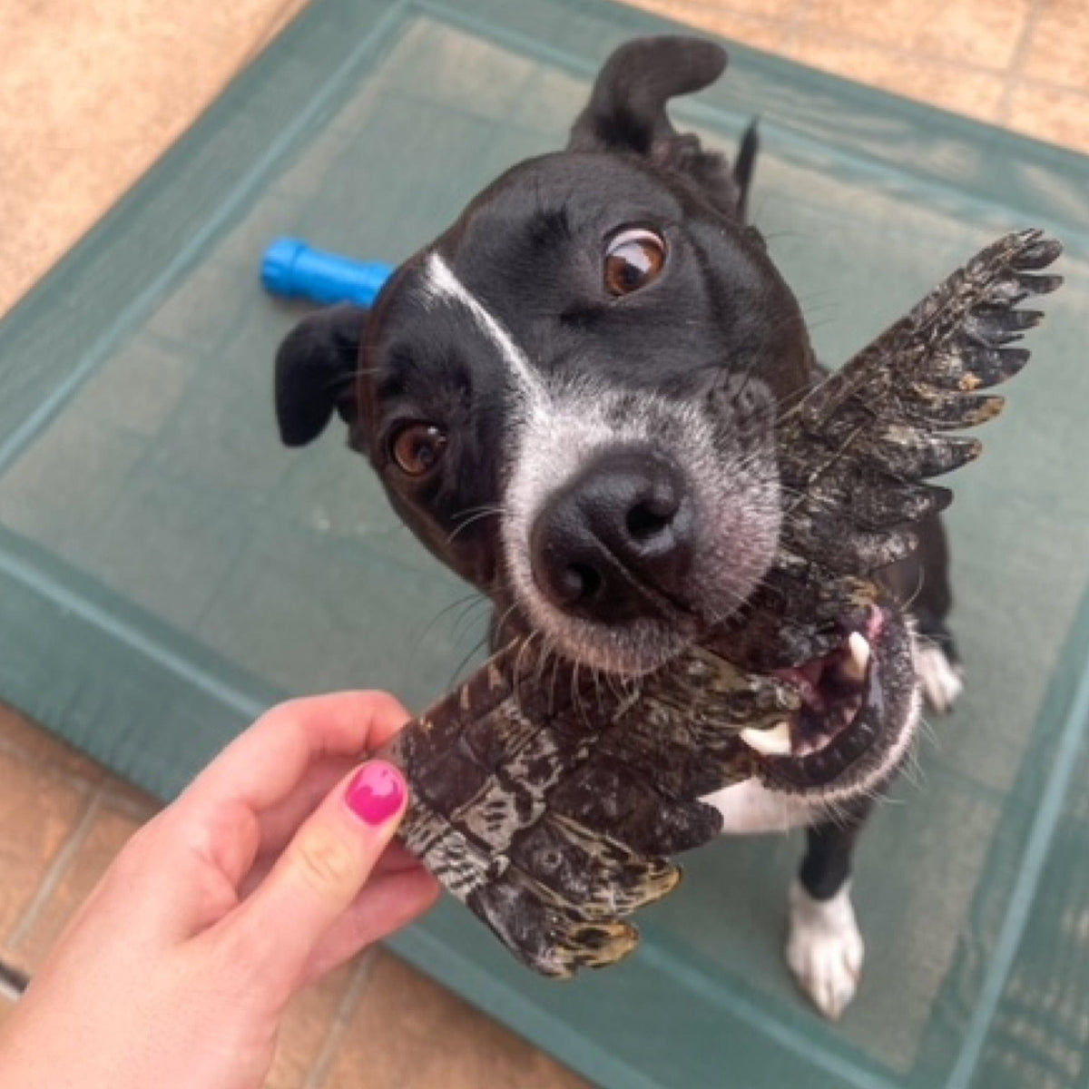 YOU CROC MY WORLD-Dog Treat-Rover Pet Products