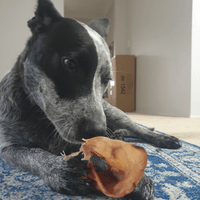 I'm Hearin Ya! - Pig Ears-Dog Treat-Rover Pet Products
