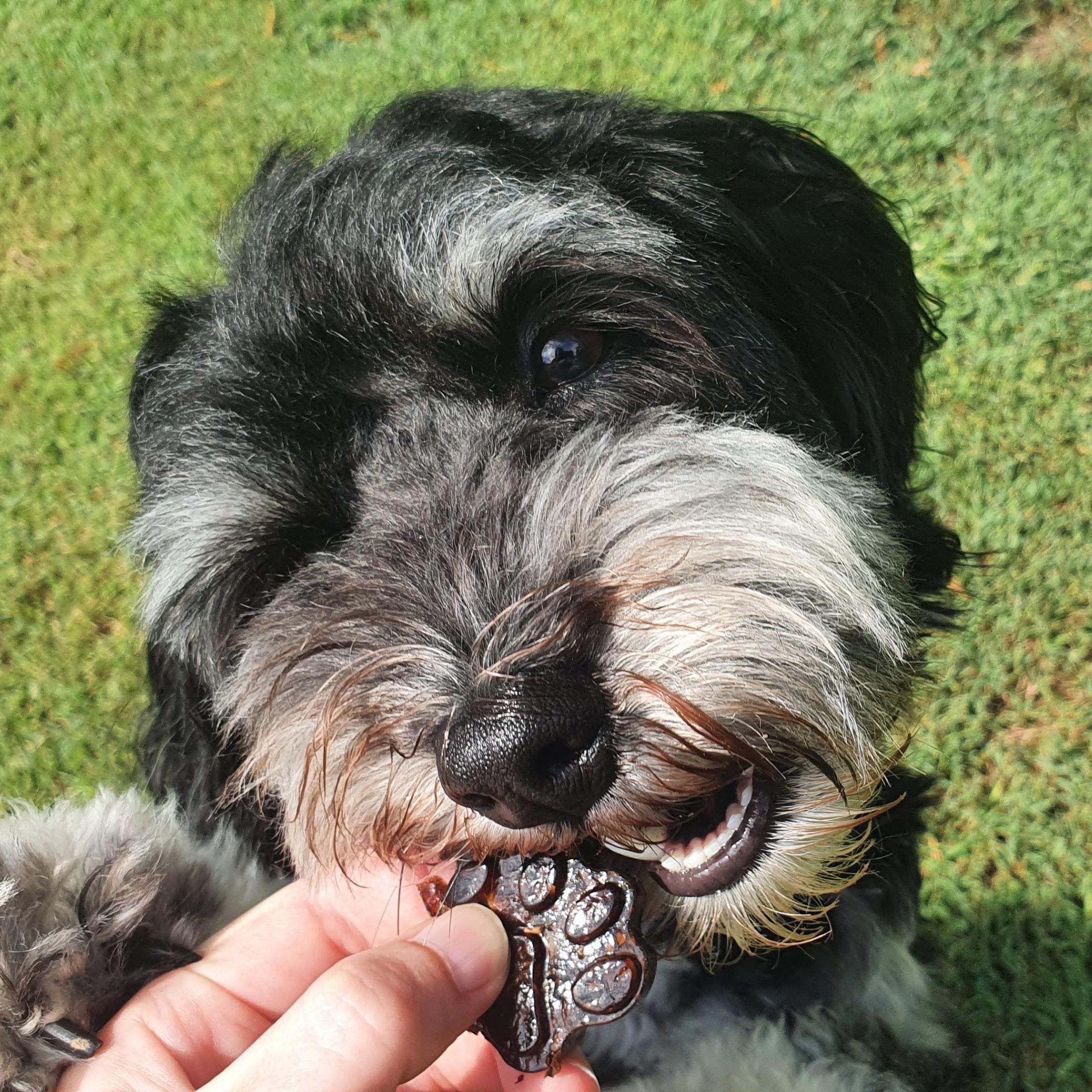 Strawberry Superfood Jelly-Doggy Jelly-Rover Pet Products