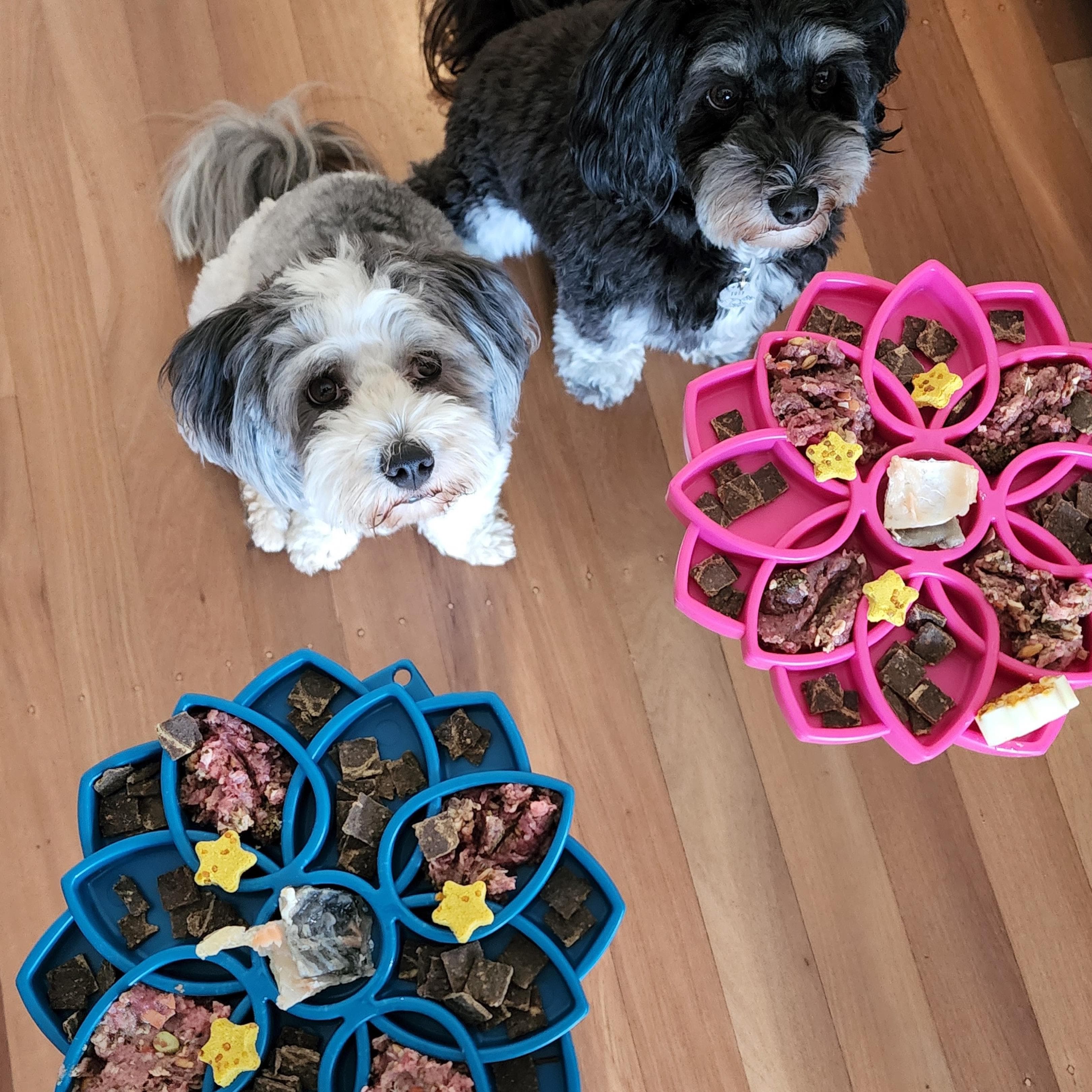 Mandala eTray Slowfeeder eTray-Slow Feeder-Rover Pet Products