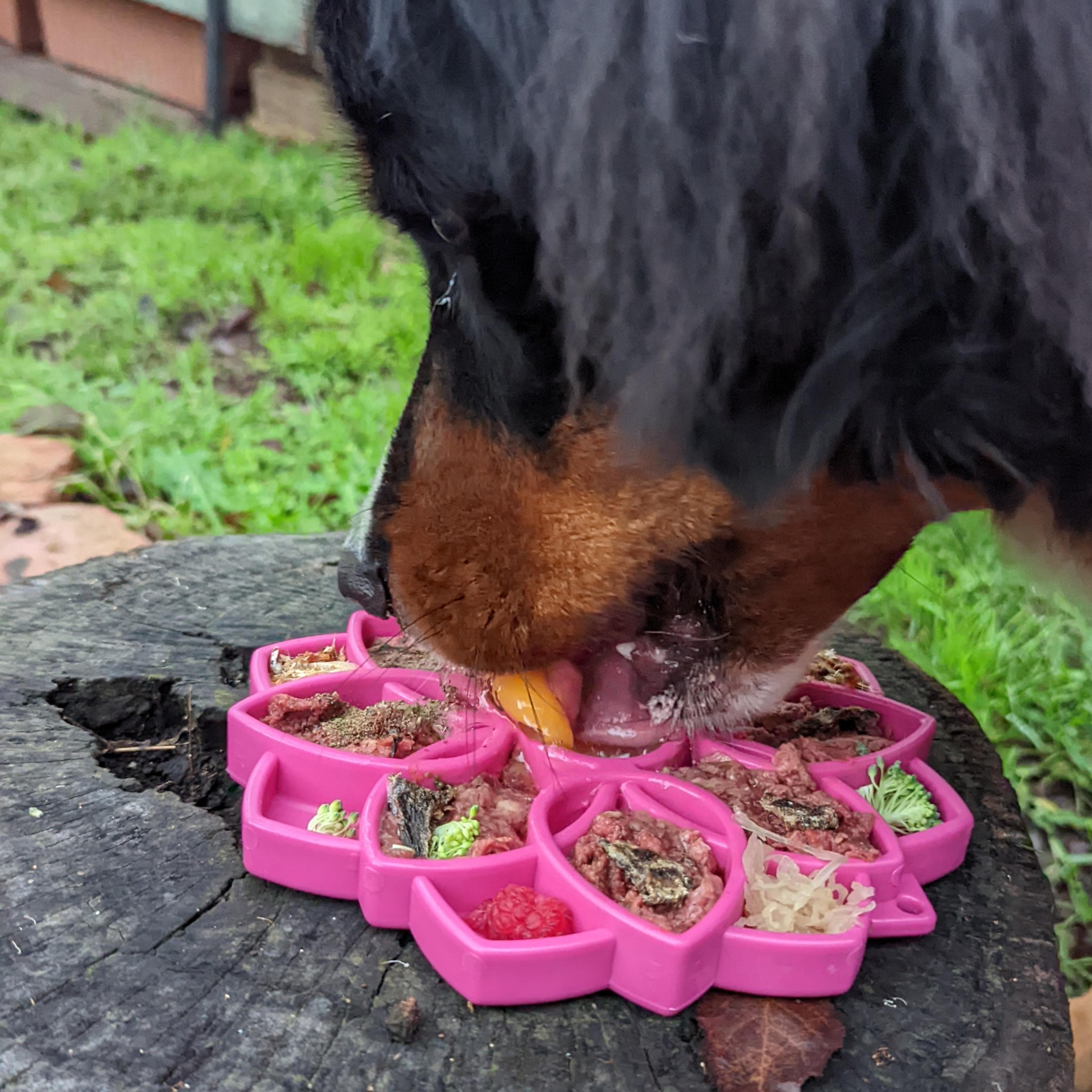 Mandala eTray Slowfeeder eTray-Slow Feeder-Rover Pet Products