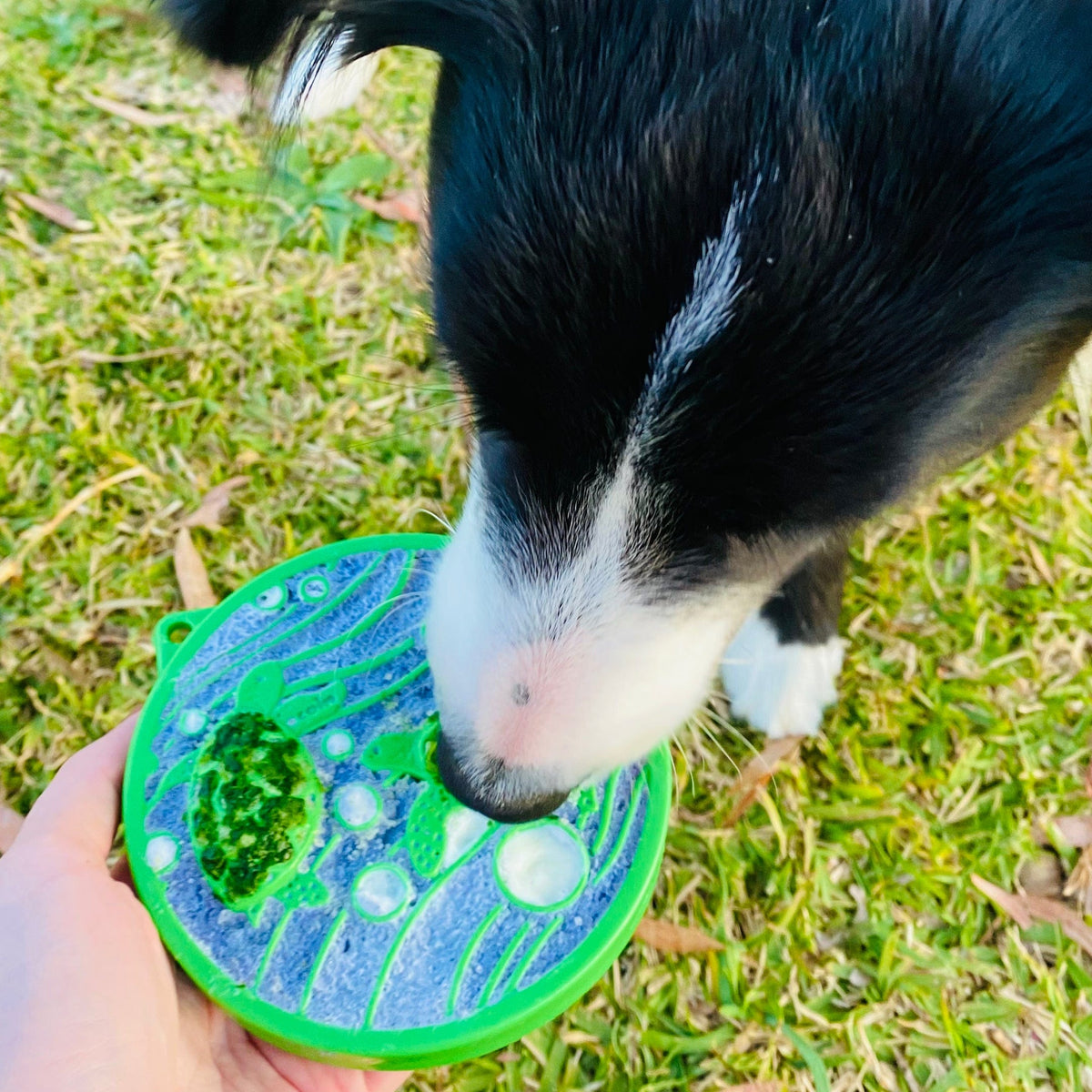 H20 eCoin (Water)-Slow Feeder-Rover Pet Products