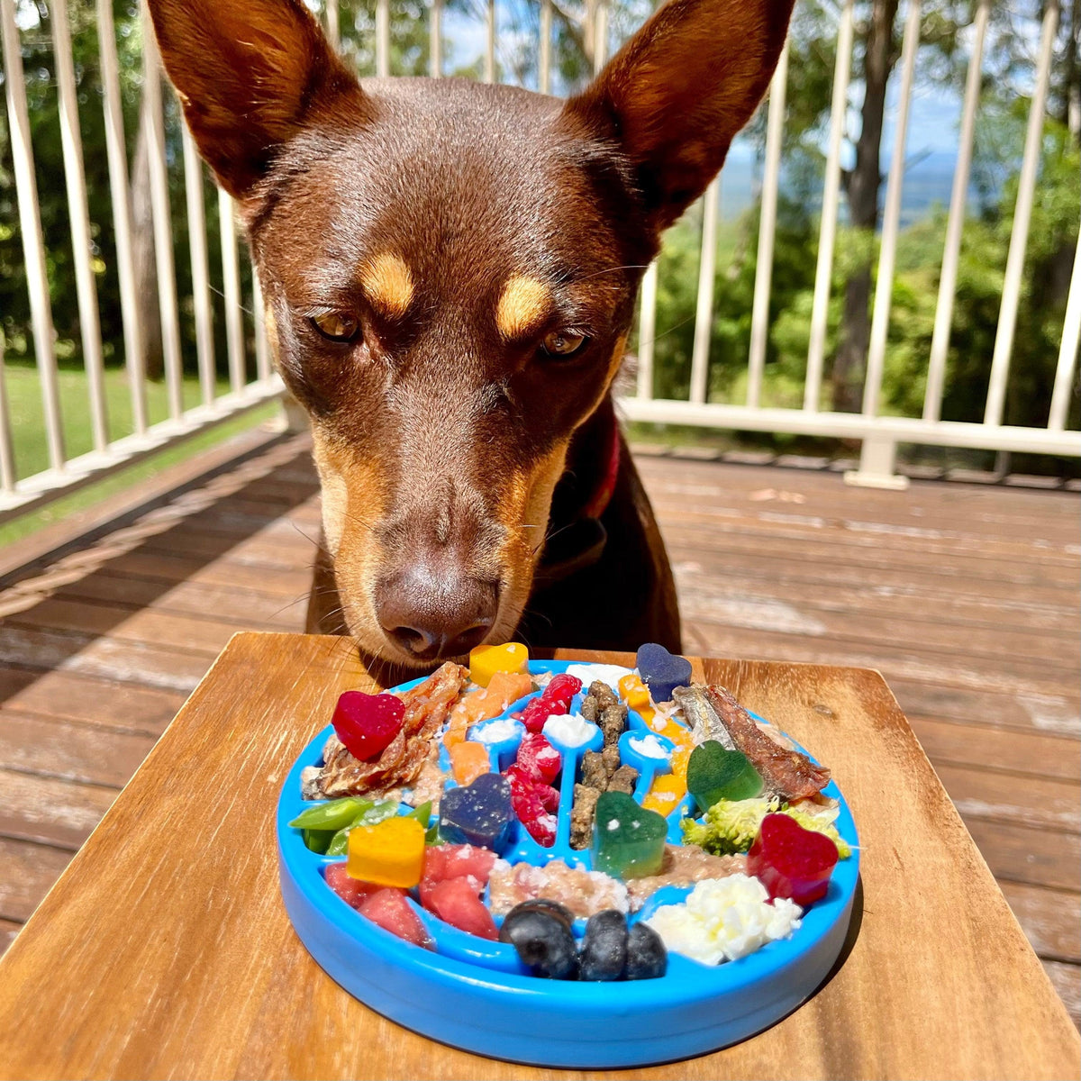 Air Nylon Ecoin-Slow Feeder-Rover Pet Products