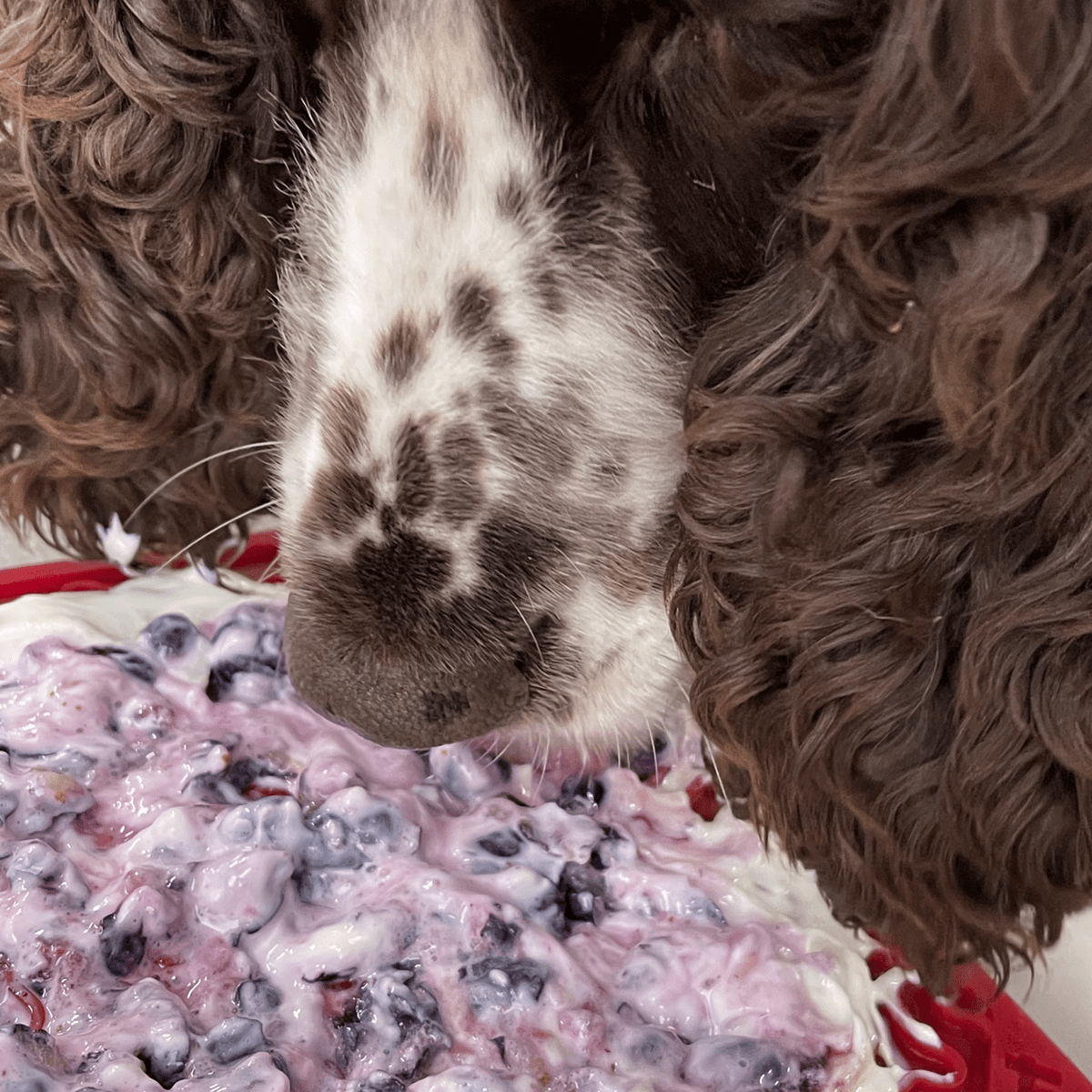 Bones eMat Enrichment Lick Mat-Slow Feeder-Rover Pet Products