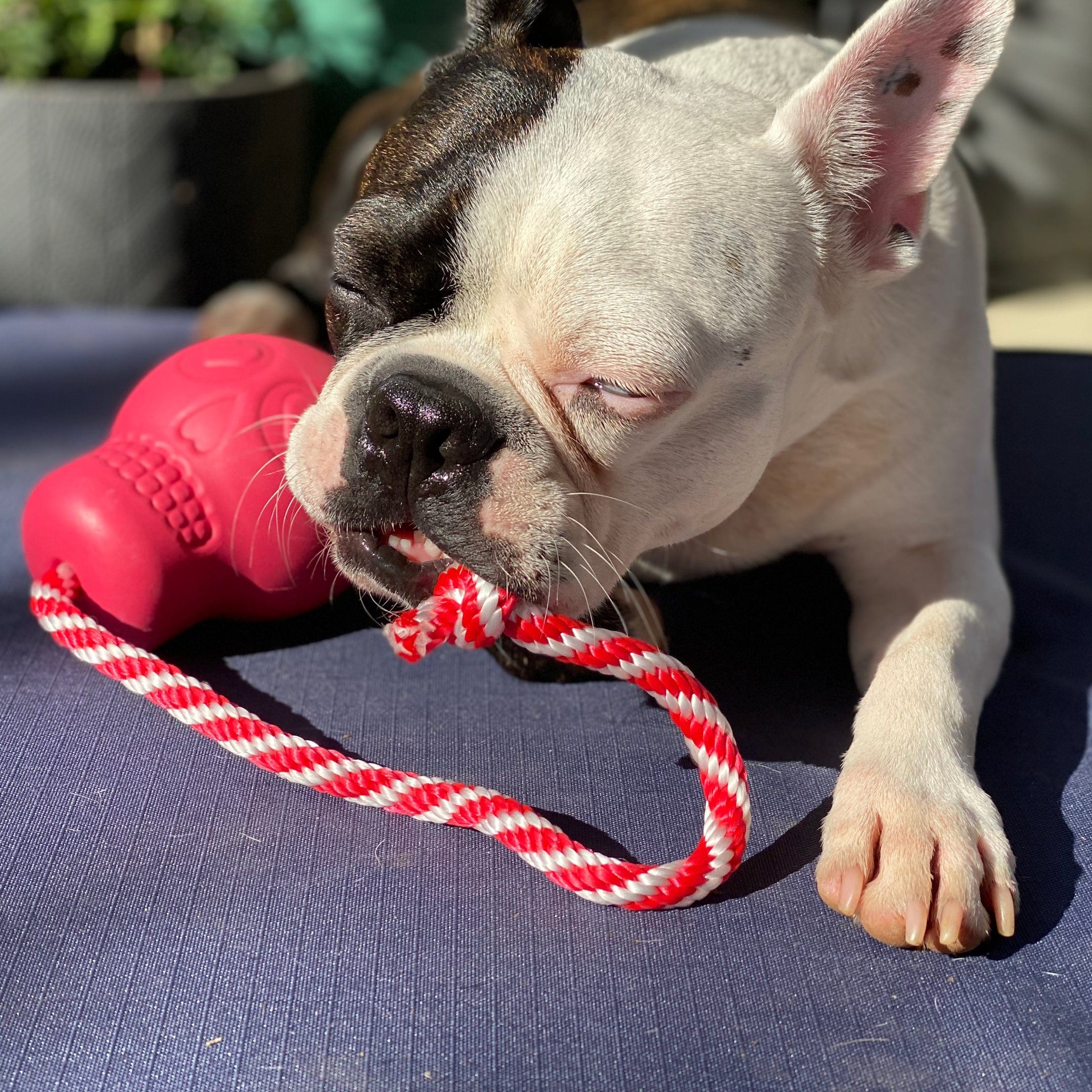 Skull Reward Toy-Dog Toy-Rover Pet Products