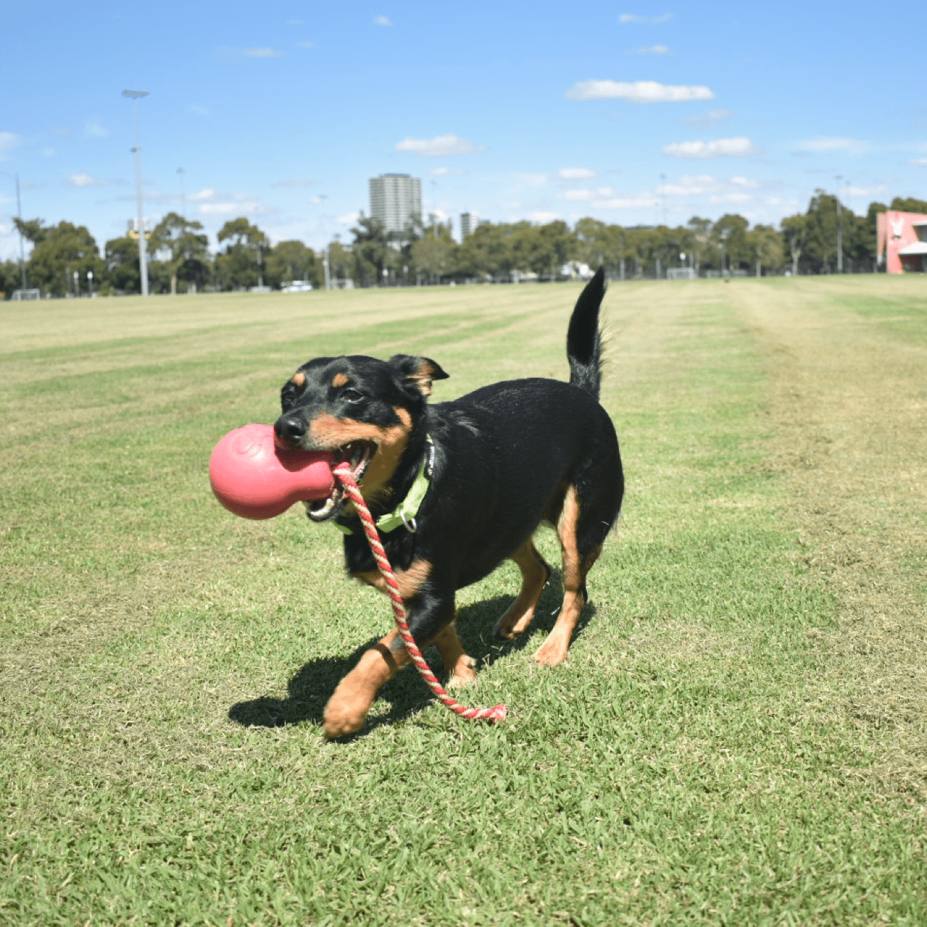 Skull Reward Toy-Dog Toy-Rover Pet Products