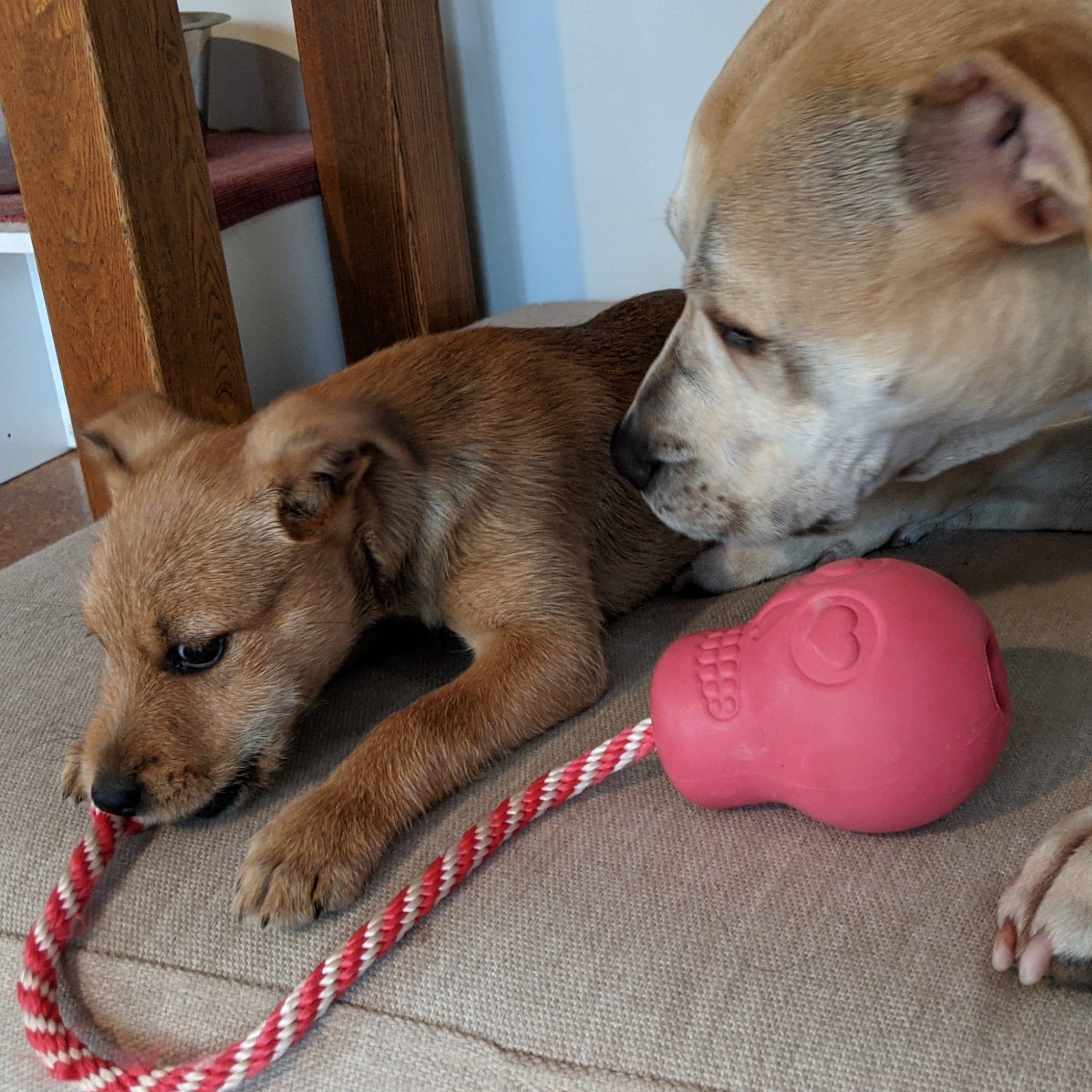 Skull Reward Toy-Dog Toy-Rover Pet Products