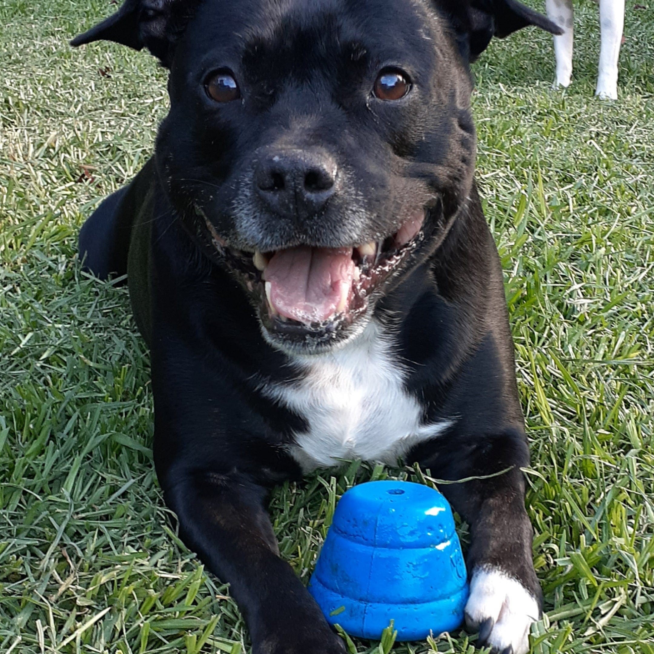 Space Capsule-Dog Toy-Rover Pet Products