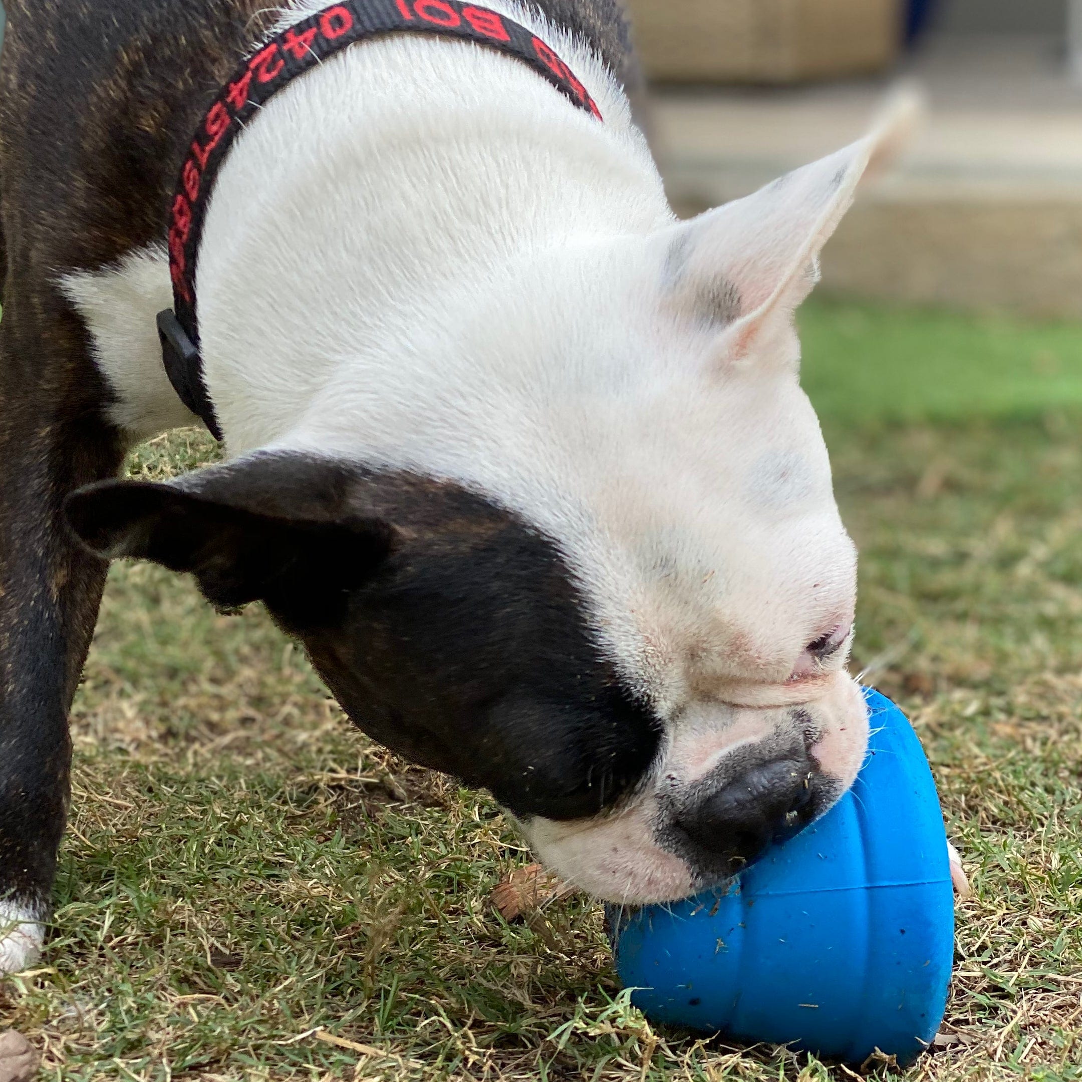 Space Capsule-Dog Toy-Rover Pet Products