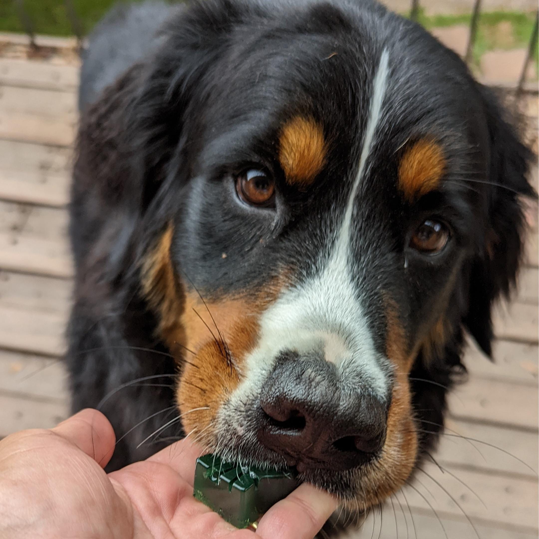 Spinach & Green Spirulina Superfood Jelly-Doggy Jelly-Rover Pet Products