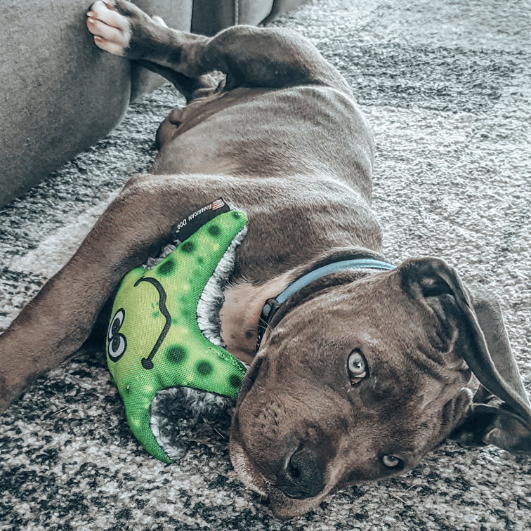 Stanley The Starfish-Rover Pet Products