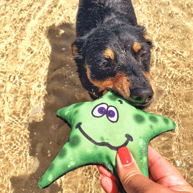 Stanley The Starfish-Rover Pet Products