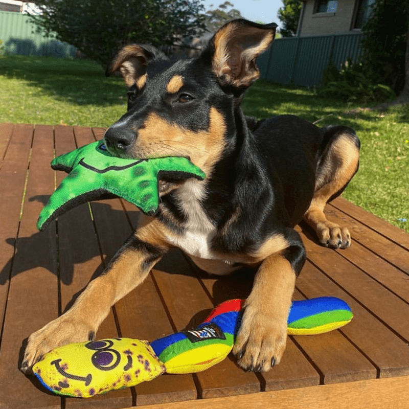 Stanley The Starfish-Rover Pet Products