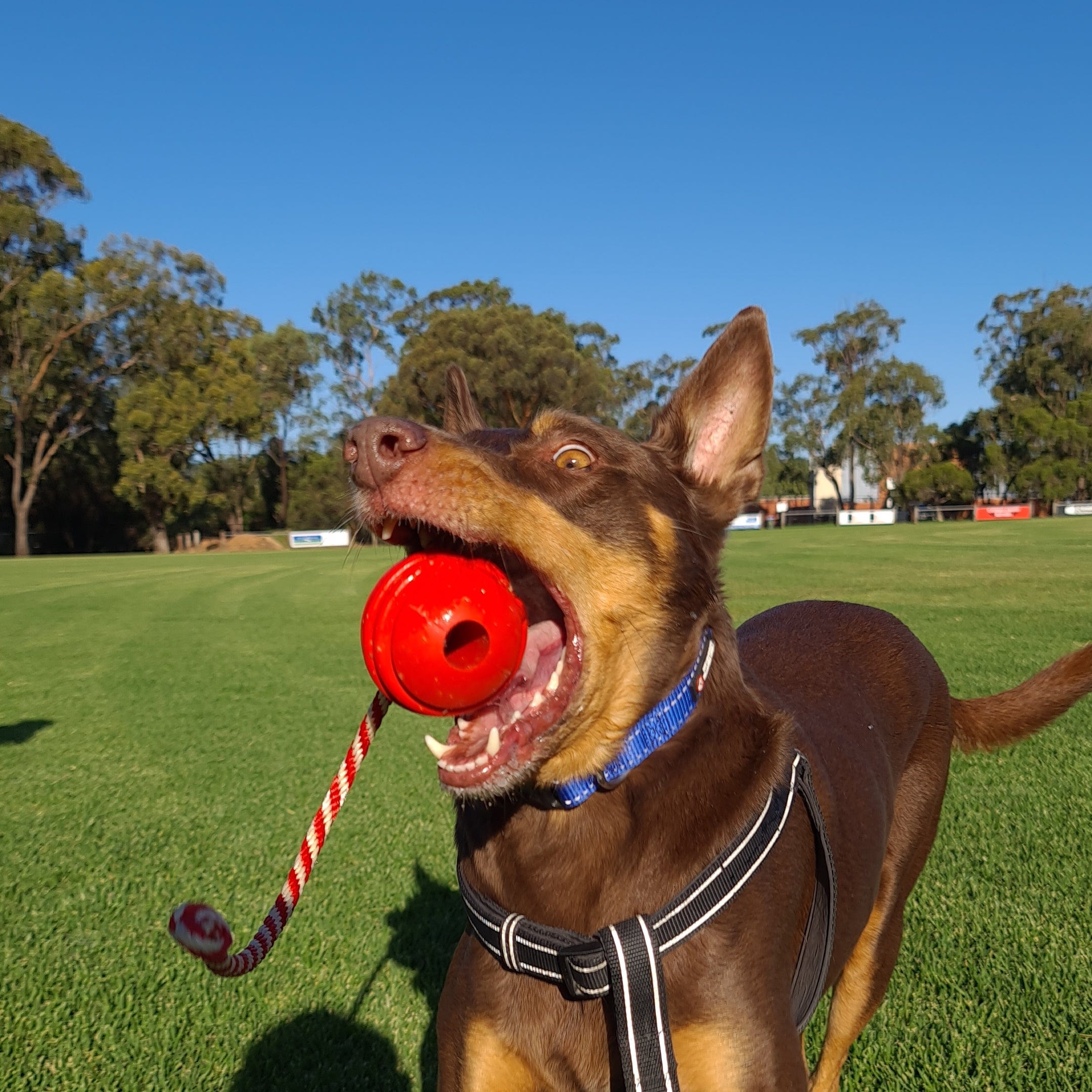 Stars & Stripes Ball Reward Toy-Dog Toy-Rover Pet Products