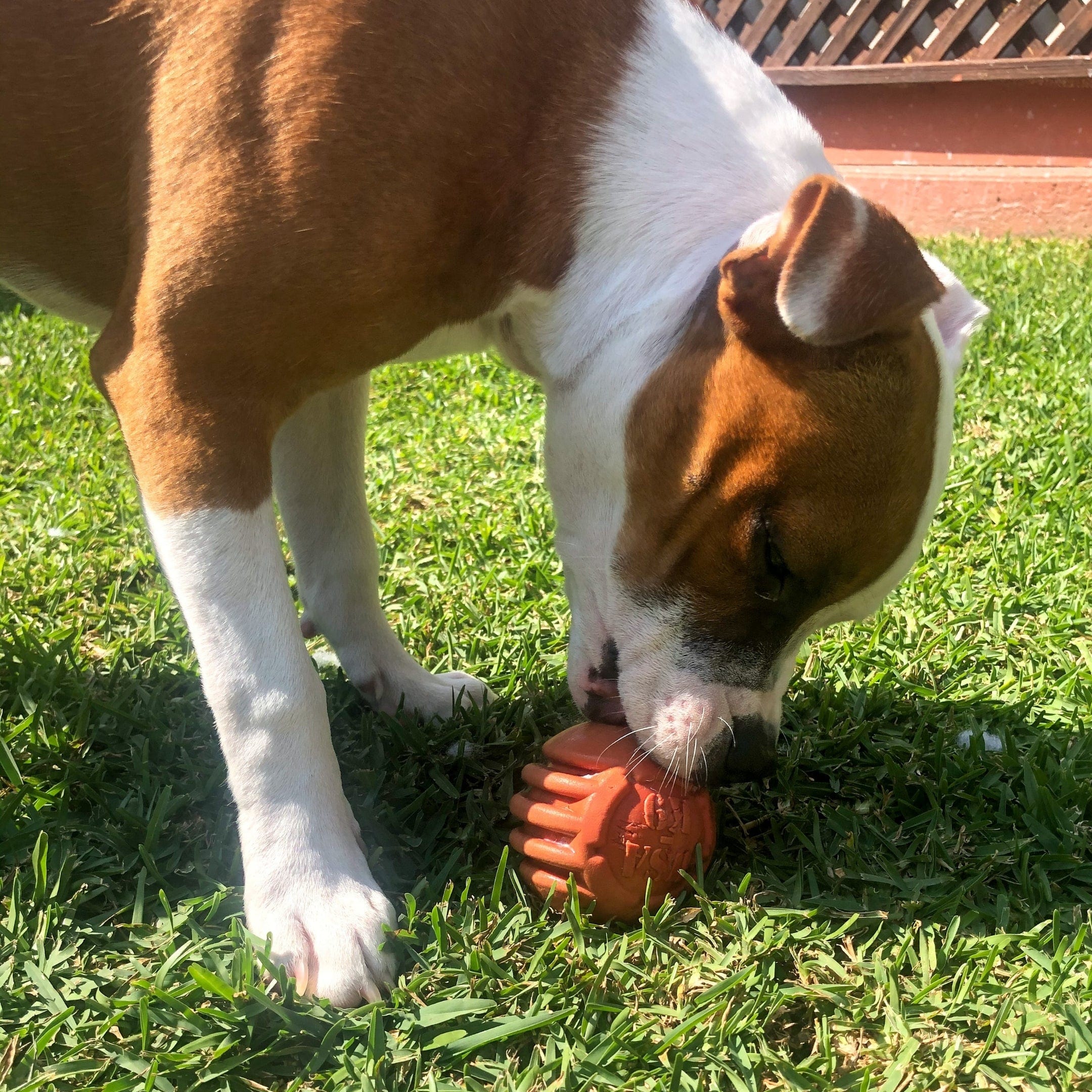 Stars & Stripes Ball-Dog Toy-Rover Pet Products