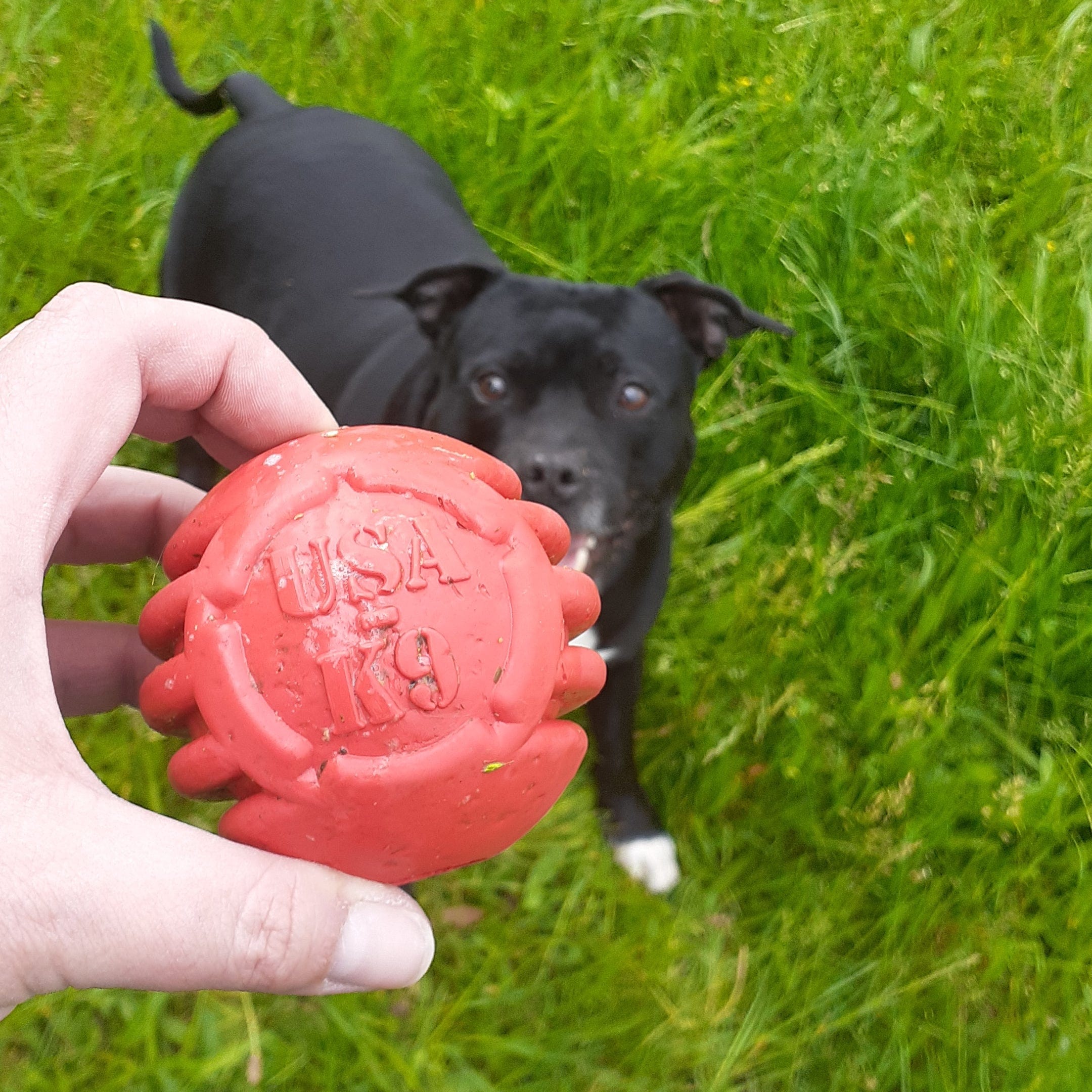 Stars & Stripes Ball-Dog Toy-Rover Pet Products