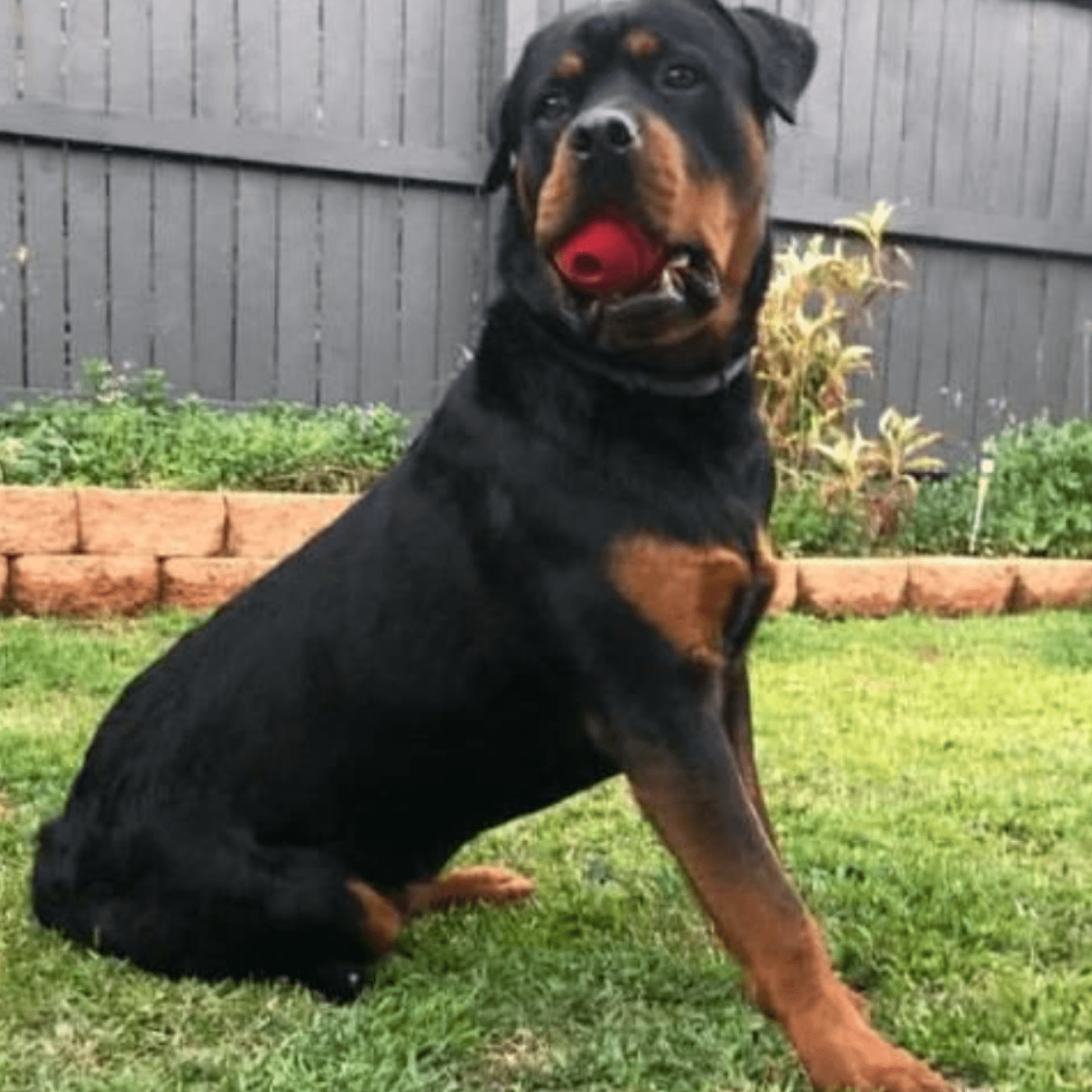 Stars & Stripes Ball-Dog Toy-Rover Pet Products