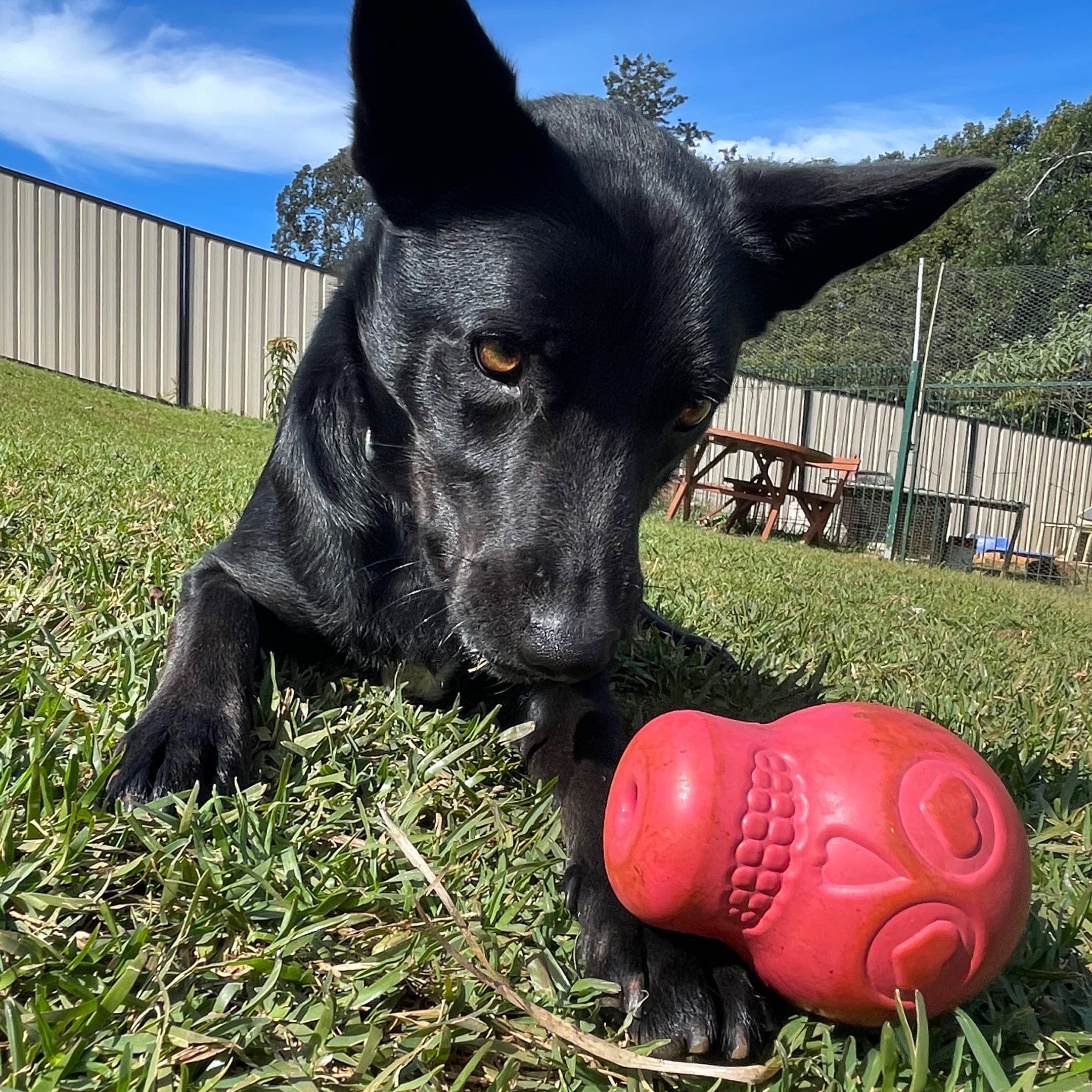 Sugar Skull-Dog Toy-Rover Pet Products