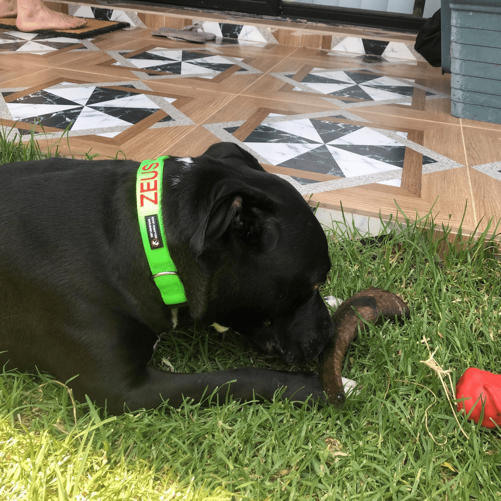 Too Horny - Goat Horn-Dog Treat-Rover Pet Products