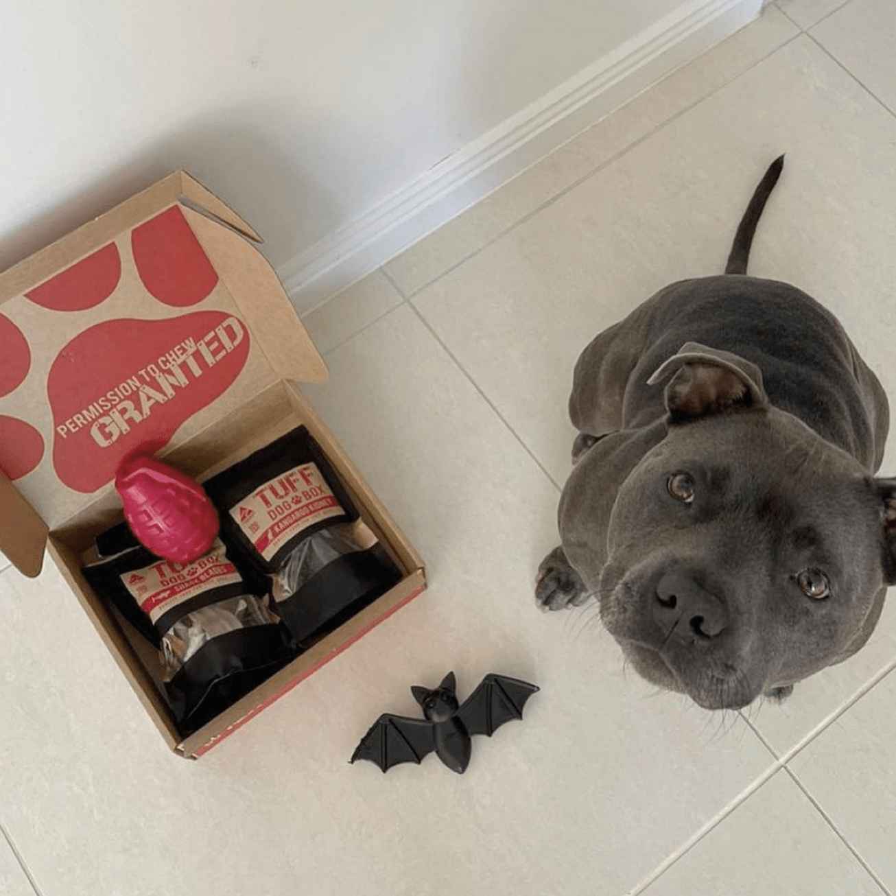 Tuff Dog Subscription-Rover Pet Products