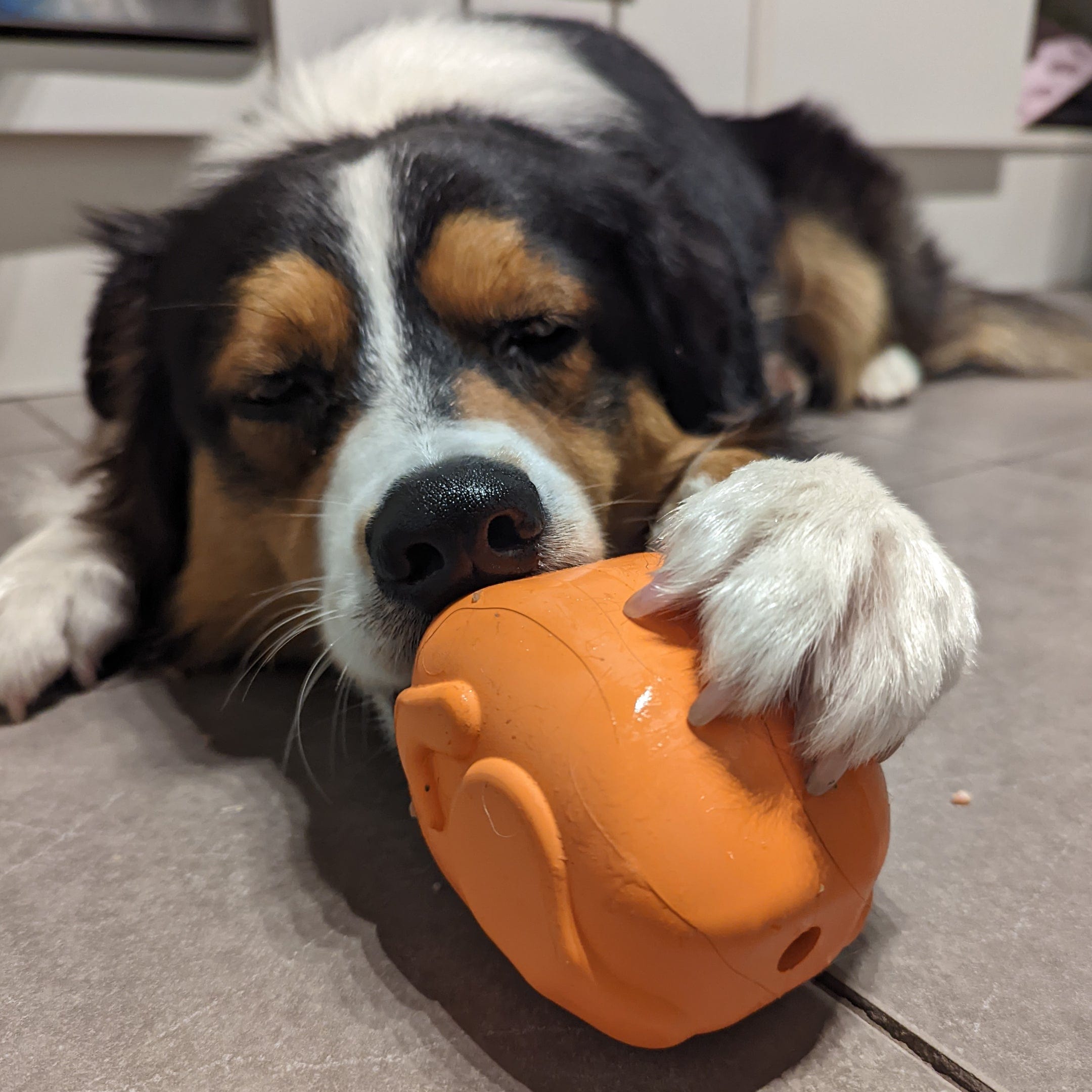 Turkey-Dog Toy-Rover Pet Products