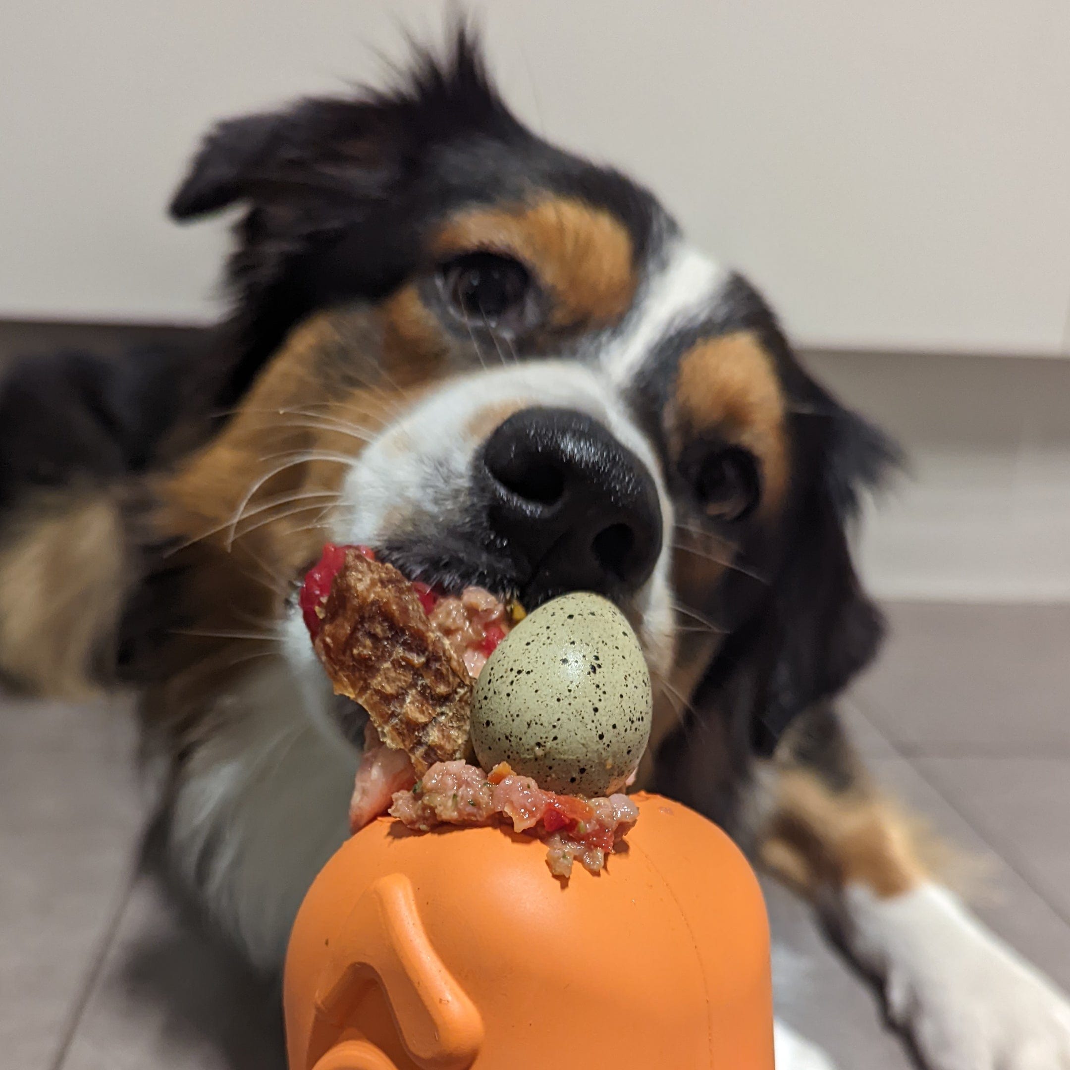 Turkey-Dog Toy-Rover Pet Products