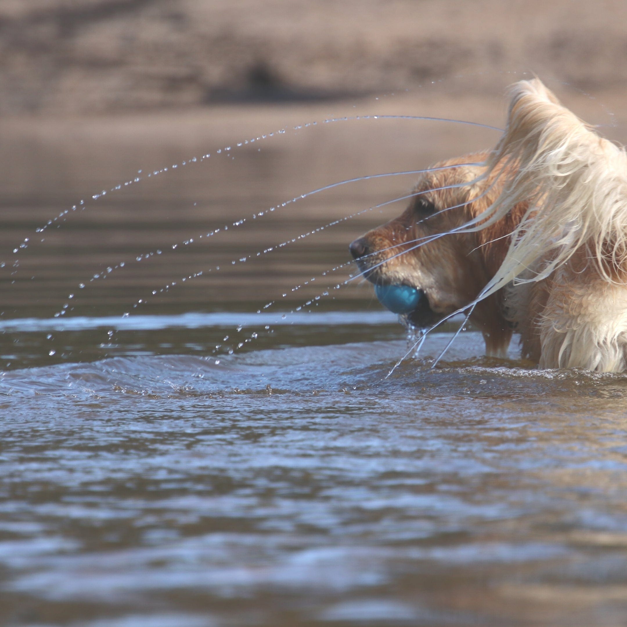 W-A-G Ball-Unclassified-Rover Pet Products