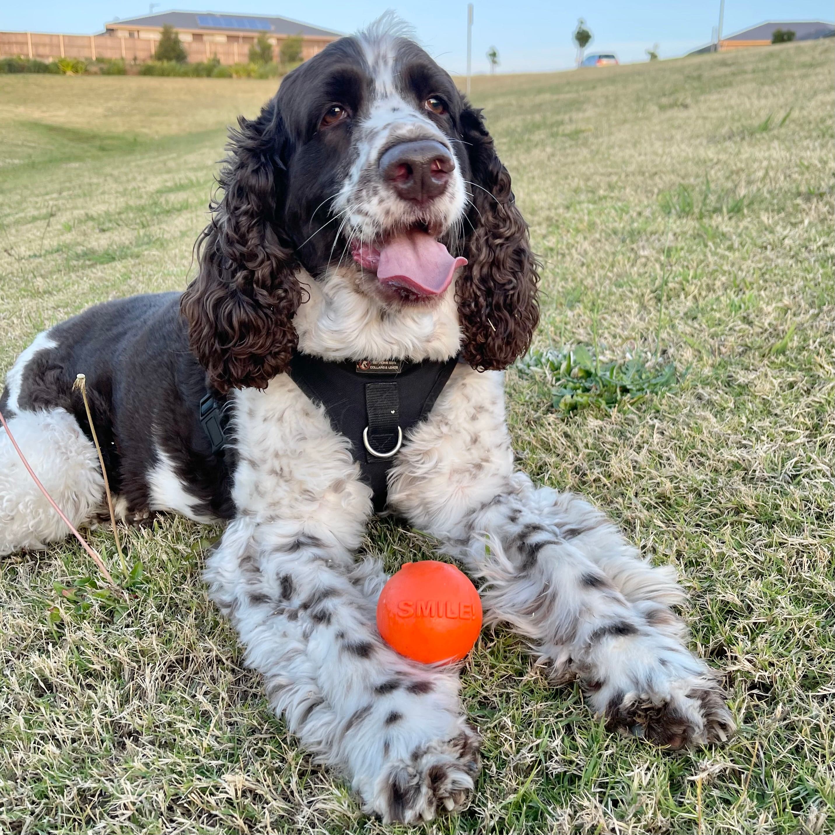 W-A-G Ball-Unclassified-Rover Pet Products