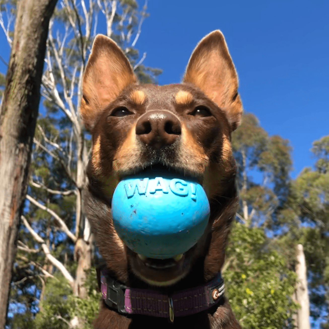 W-A-G Ball-Unclassified-Rover Pet Products