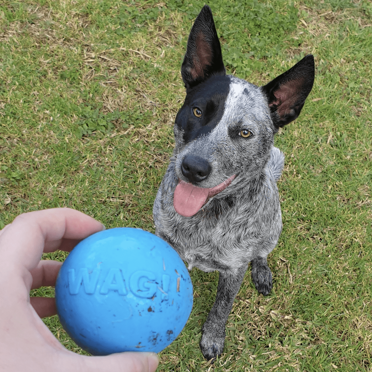 W-A-G Ball-Unclassified-Rover Pet Products