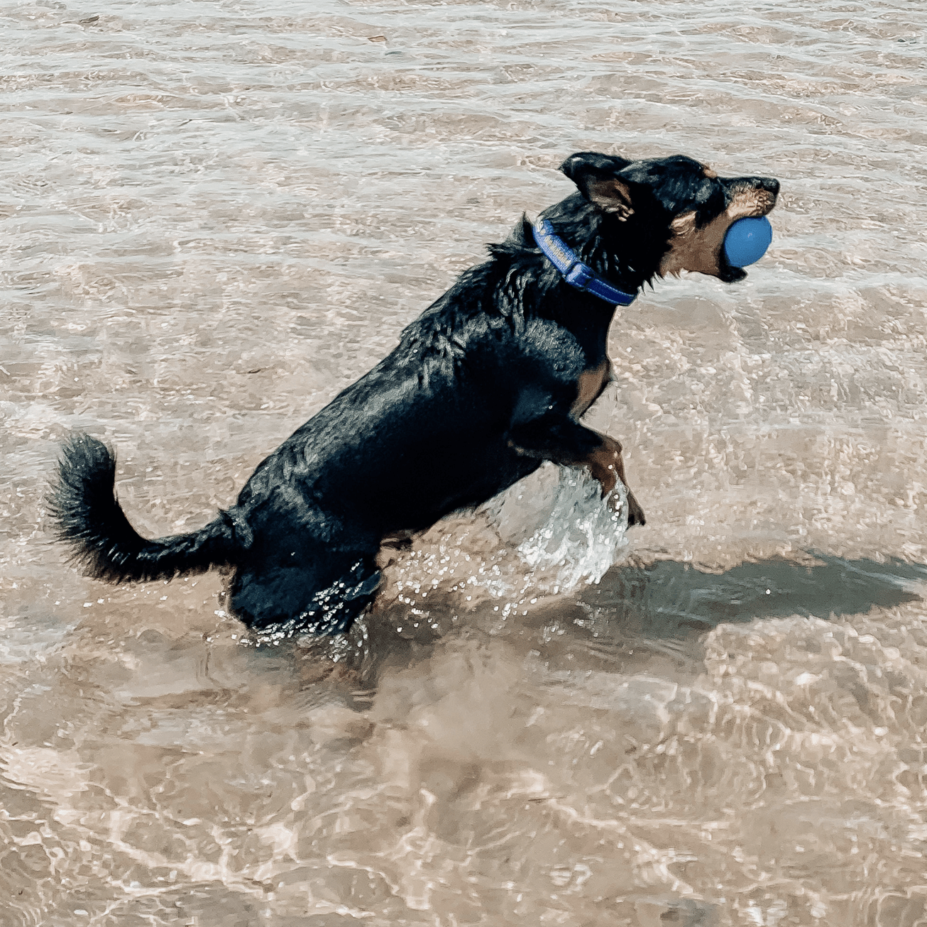 W-A-G Ball-Unclassified-Rover Pet Products