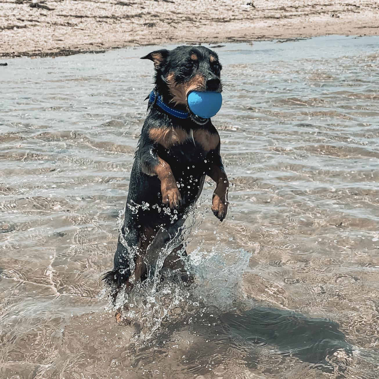 W-A-G Ball-Unclassified-Rover Pet Products