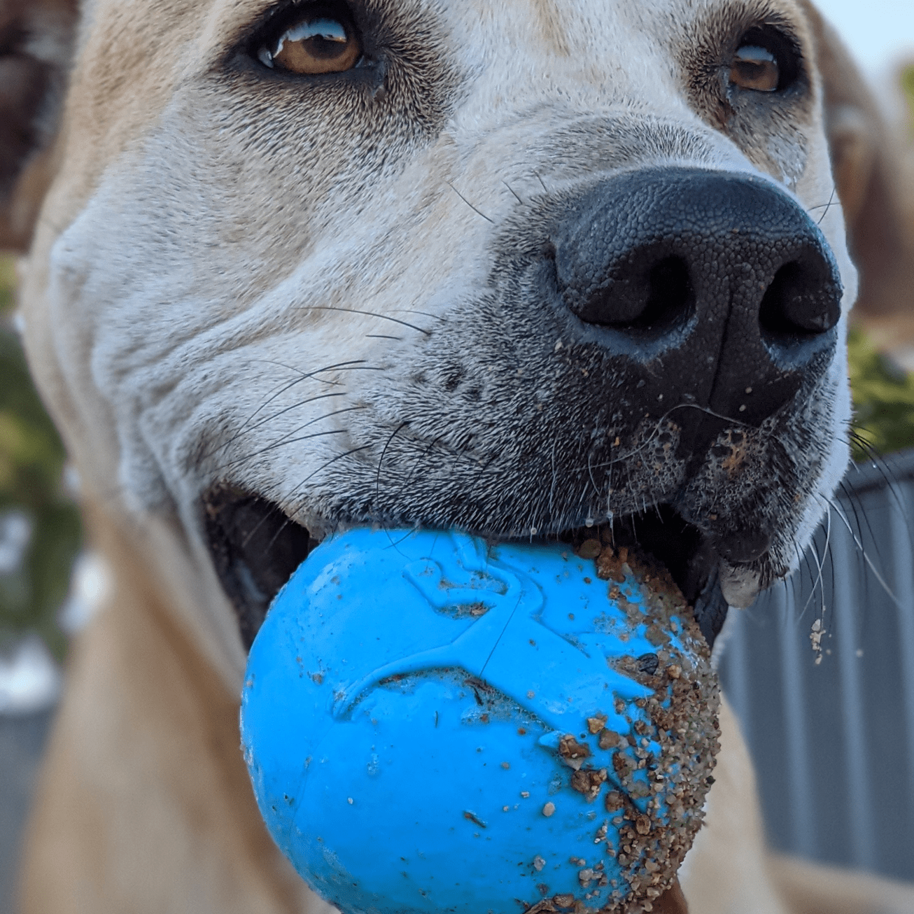 W-A-G Ball-Unclassified-Rover Pet Products